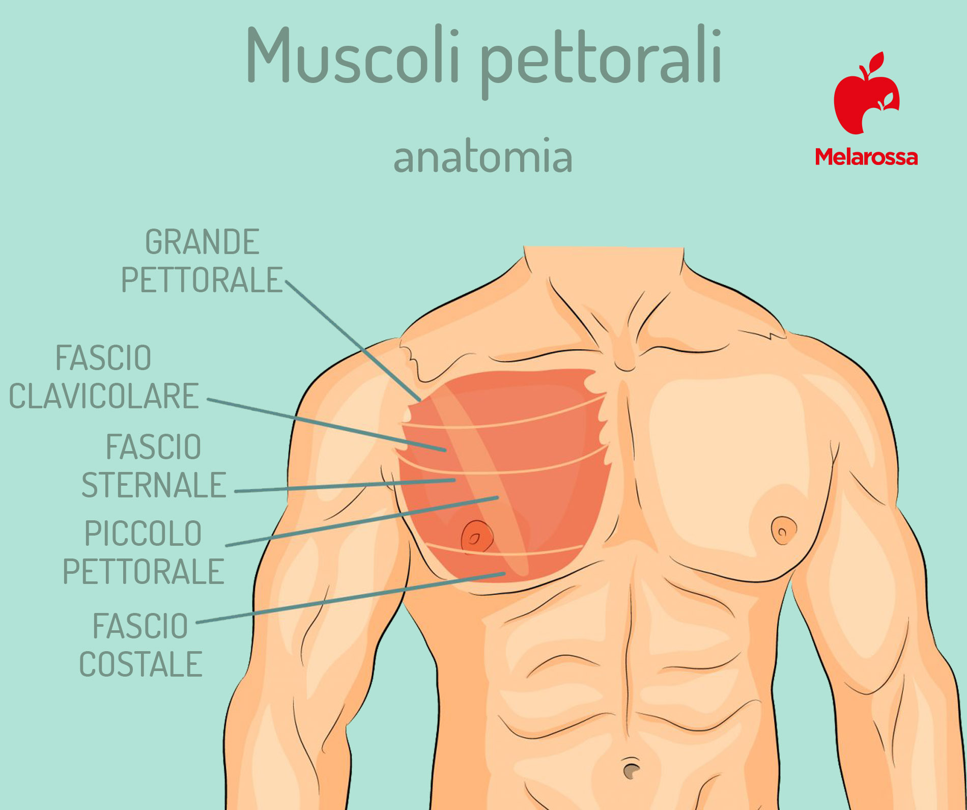 I migliori esercizi pettorali in casa e in palestra per sviluppare il tuo petto 1 Grafica sull'anatomia dei pettorali