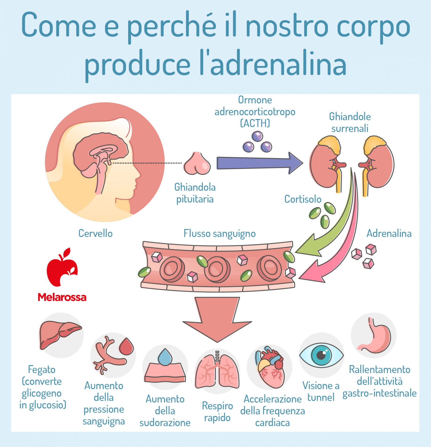 Adrenalina, l'ormone della paura: cos’è, a cosa serve, effetti sul corpo, uso farmacologico, controindicazioni 3 come e perché il corpo produce l'adrenalina