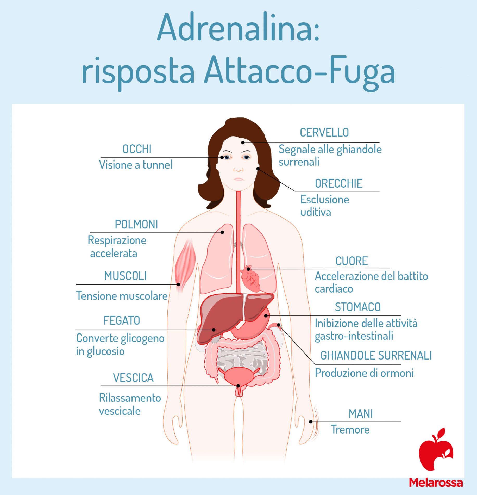 Adrenalina, l'ormone della paura: cos’è, a cosa serve, effetti sul corpo, uso farmacologico, controindicazioni 2 adrenalina: risposta attacco/ fuga