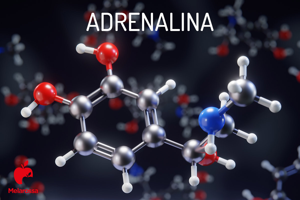 Adrenalina, l'ormone della paura: cos’è, a cosa serve, effetti sul corpo, uso farmacologico, controindicazioni 1 adrenalina: che cos'è