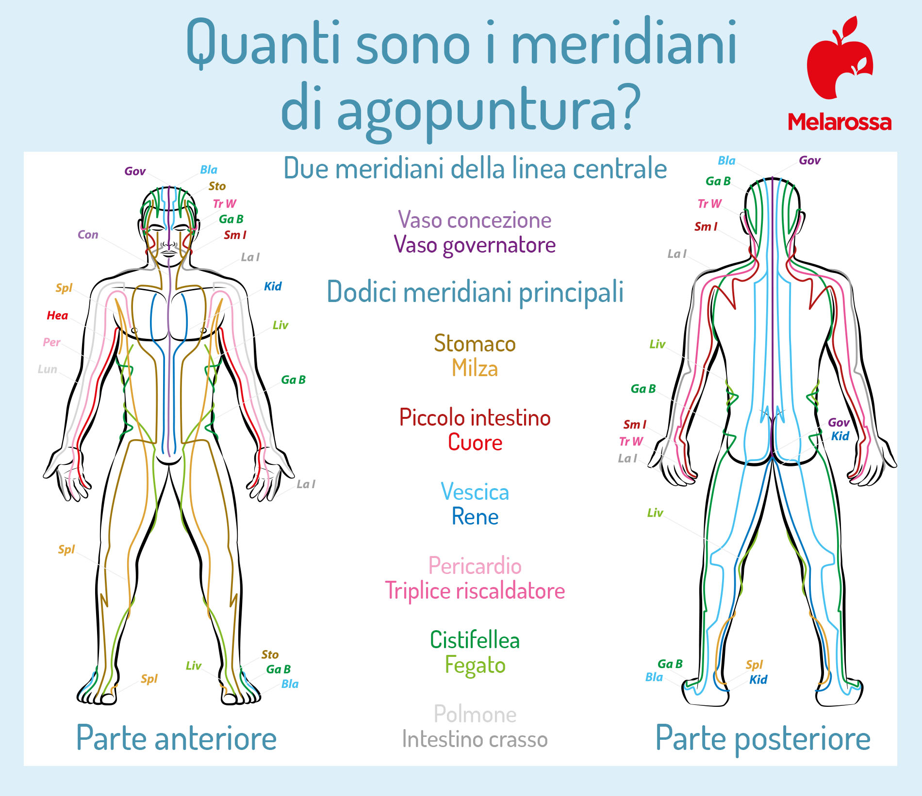 Agopuntura: che cos’è, come funziona una seduta, benefici, per quale patologie è indicata, controindicazioni 2 quali sono i meridiani di agopuntura