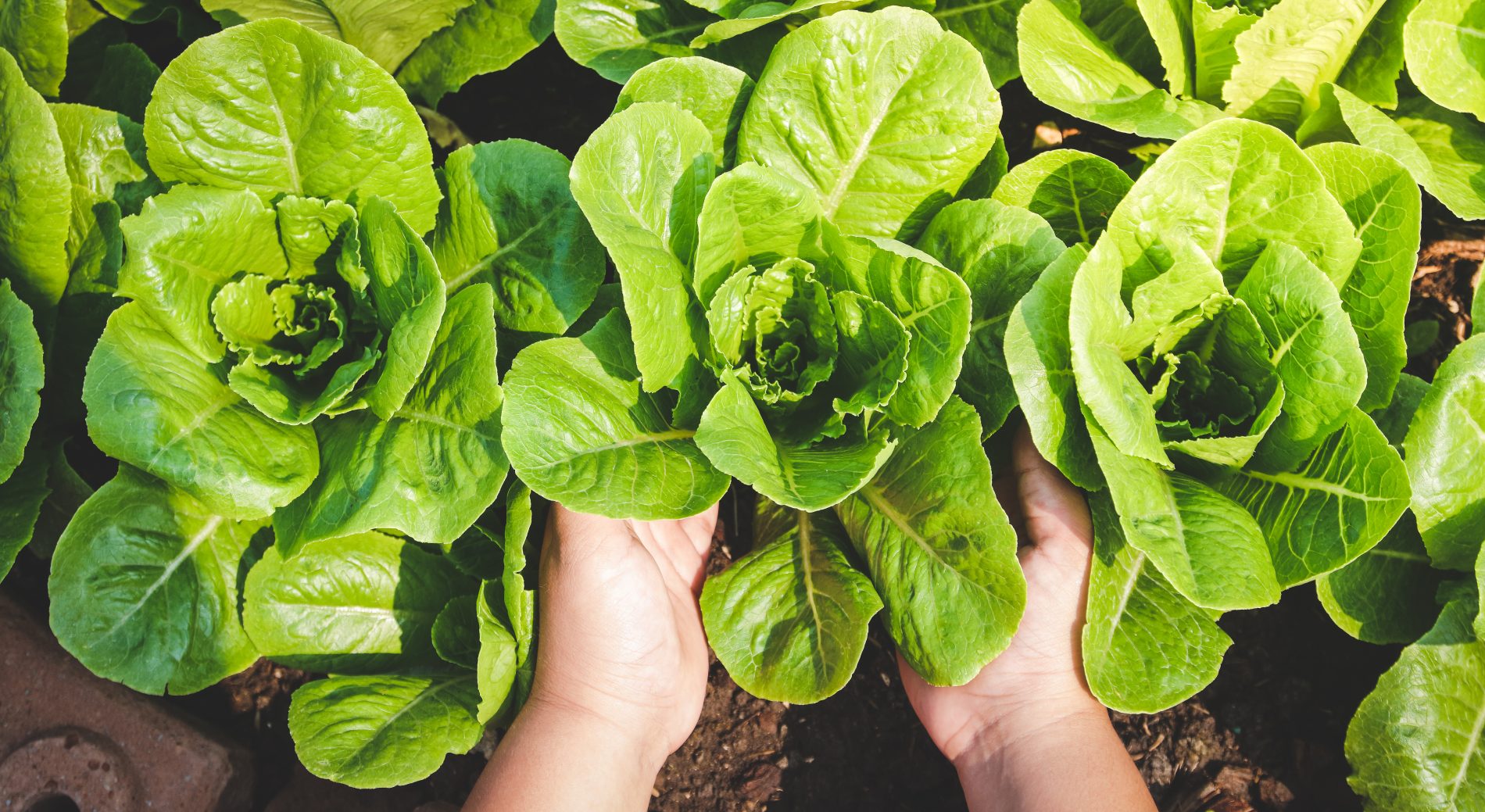 Lattuga: che cos’è, varietà e tipologie, valori nutrizionali, benefici, ricette 10 insalata: botanica