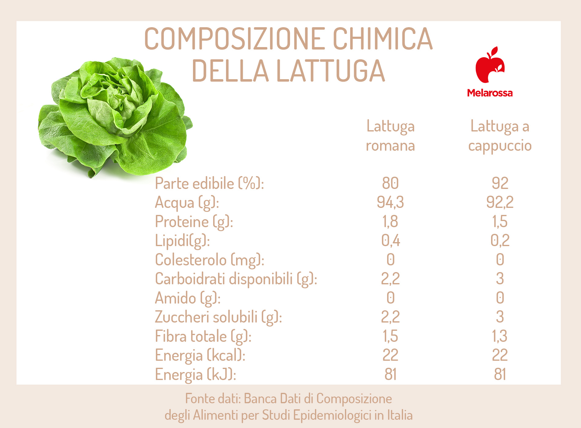 Lattuga: che cos’è, varietà e tipologie, valori nutrizionali, benefici, ricette 4 lattuga: calorie