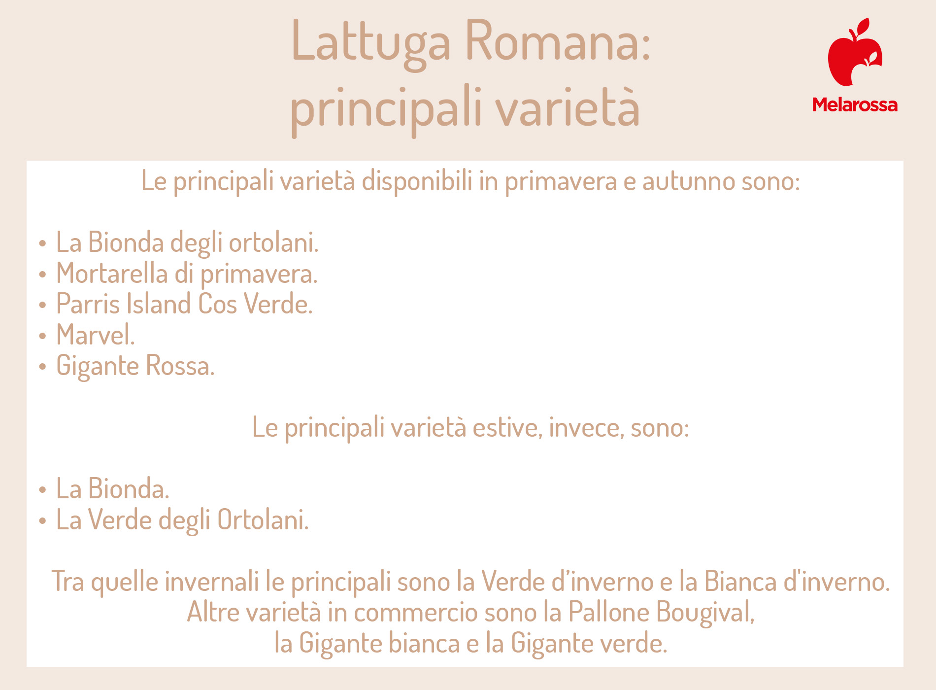 Lattuga: che cos’è, varietà e tipologie, valori nutrizionali, benefici, ricette 2 lattuga romana: principali varietà