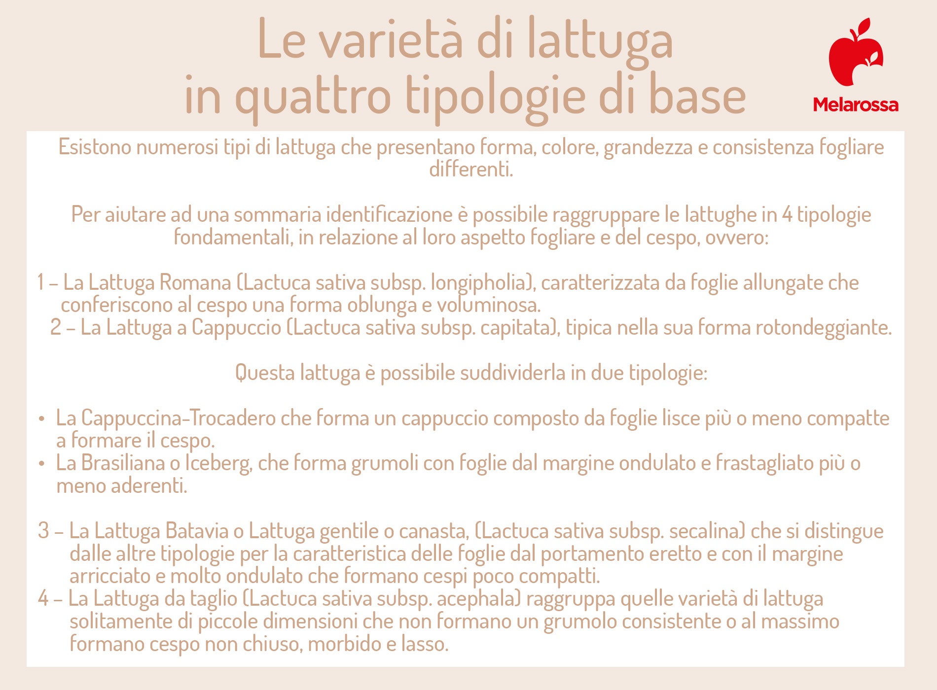 Lattuga: che cos’è, varietà e tipologie, valori nutrizionali, benefici, ricette 1 varietà della lattuga