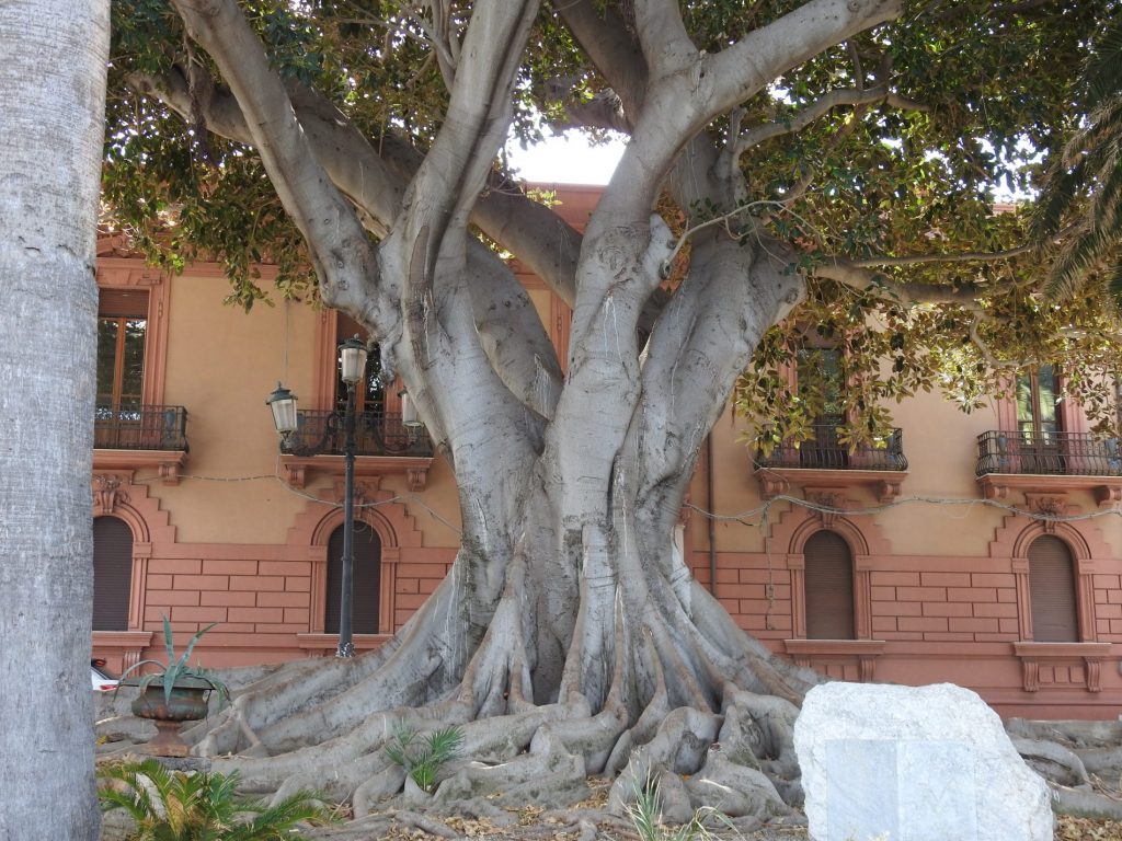 Alla scoperta di Reggio Calabria e del "chilometro più bello d'Italia" 5 reggio calabria lungomare magnolie centenarie 1