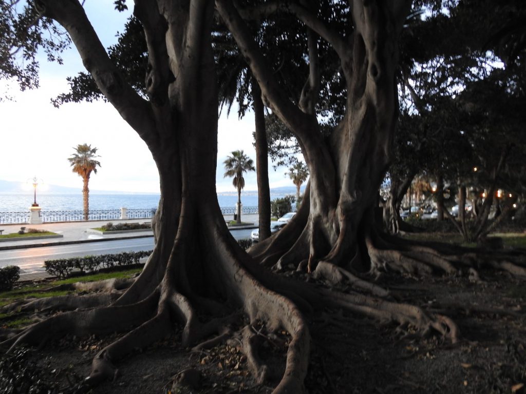 Alla scoperta di Reggio Calabria e del "chilometro più bello d'Italia" 6 reggio calabria lungomare magnolie centenarie 3