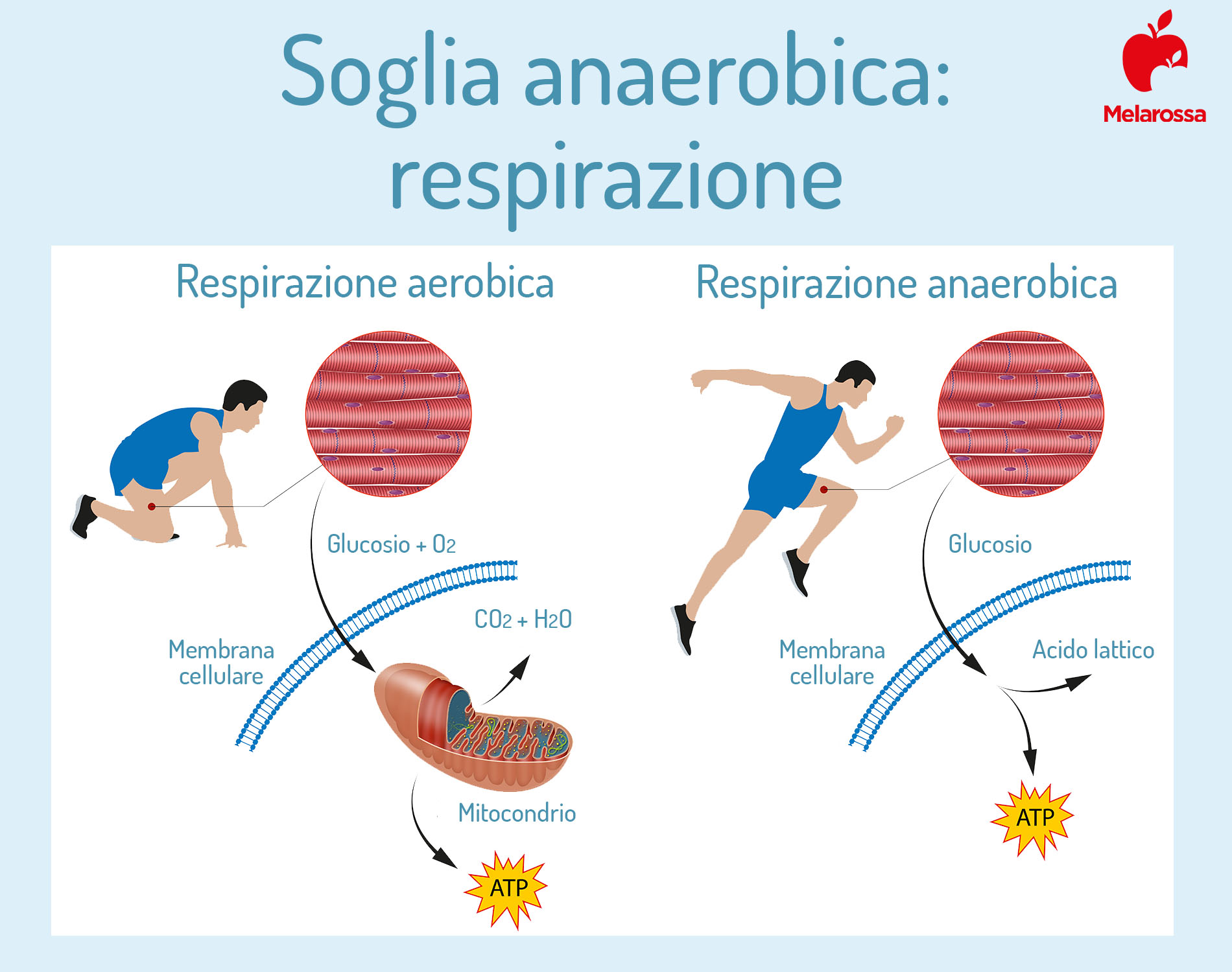 Soglia anaerobica: cos’è, calcolo, allenamento e frequenza cardiaca 2 Una grafica sulla soglia anaerobica e la respirazione