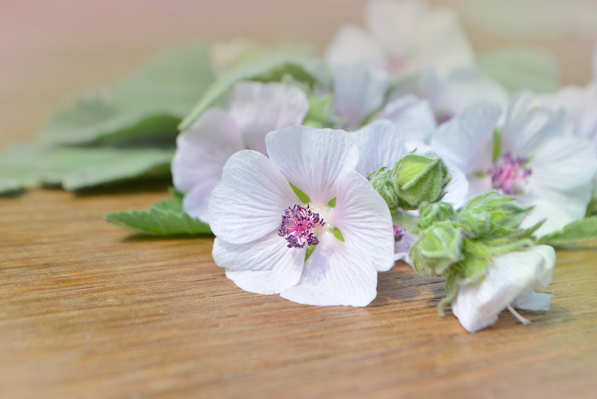 Altea: proprietà, benefici, usi in erboristeria, ricette fai-da-te, controindicazioni 6 altea: botanica