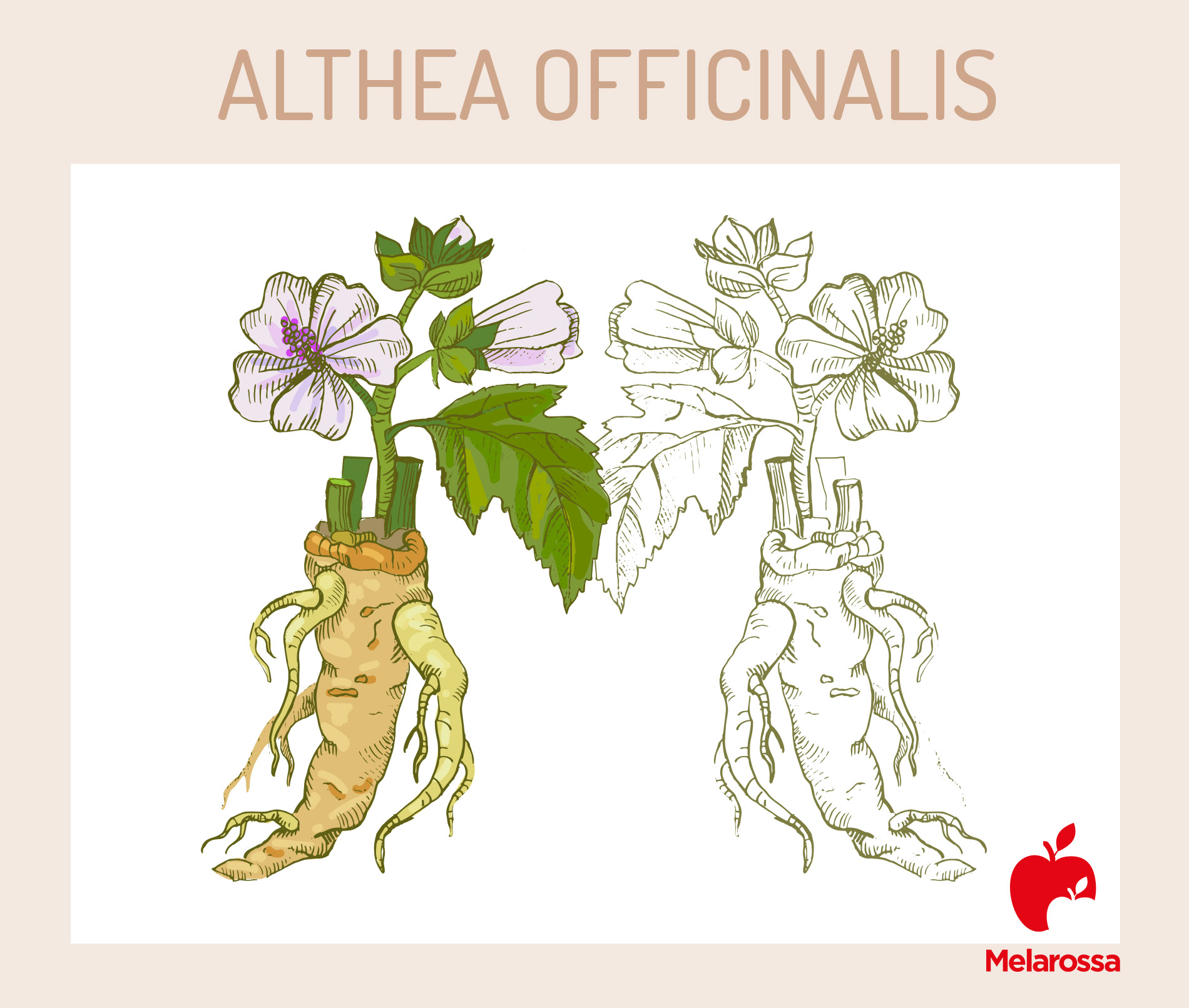 Altea: proprietà, benefici, usi in erboristeria, ricette fai-da-te, controindicazioni 3 altea: benefici