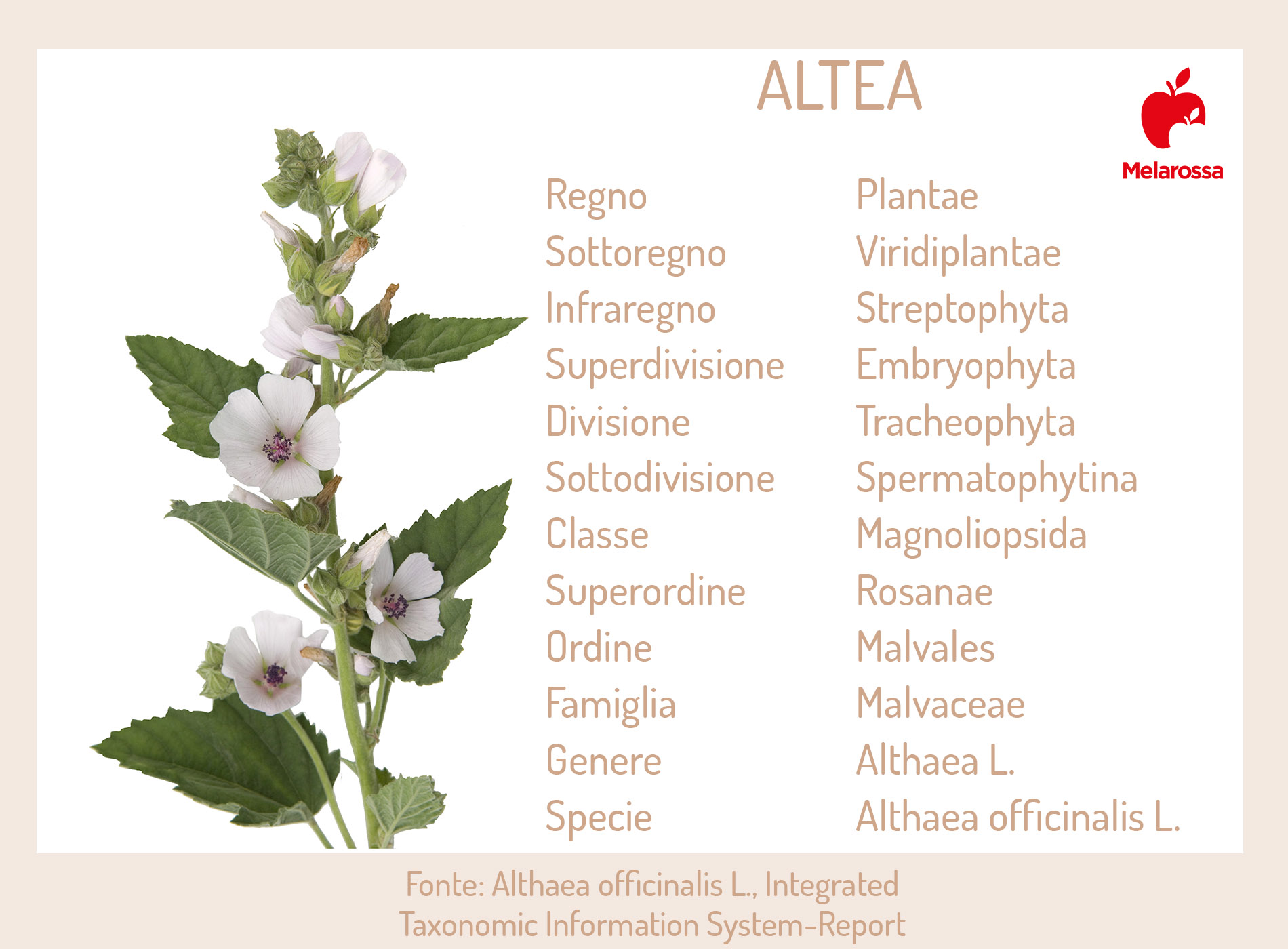 Altea: proprietà, benefici, usi in erboristeria, ricette fai-da-te, controindicazioni 1 altea: che cos'è