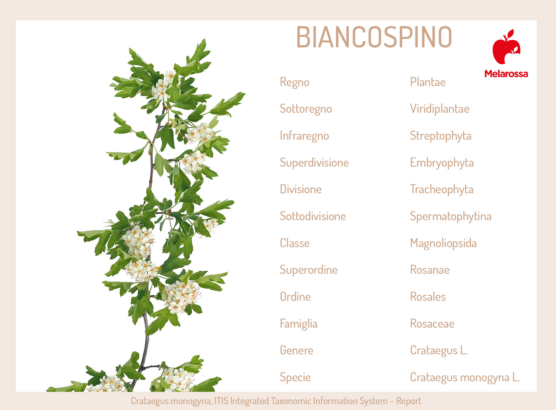 Biancospino: cos'è, proprietà, benefici, usi e controindicazioni 1 biancospino