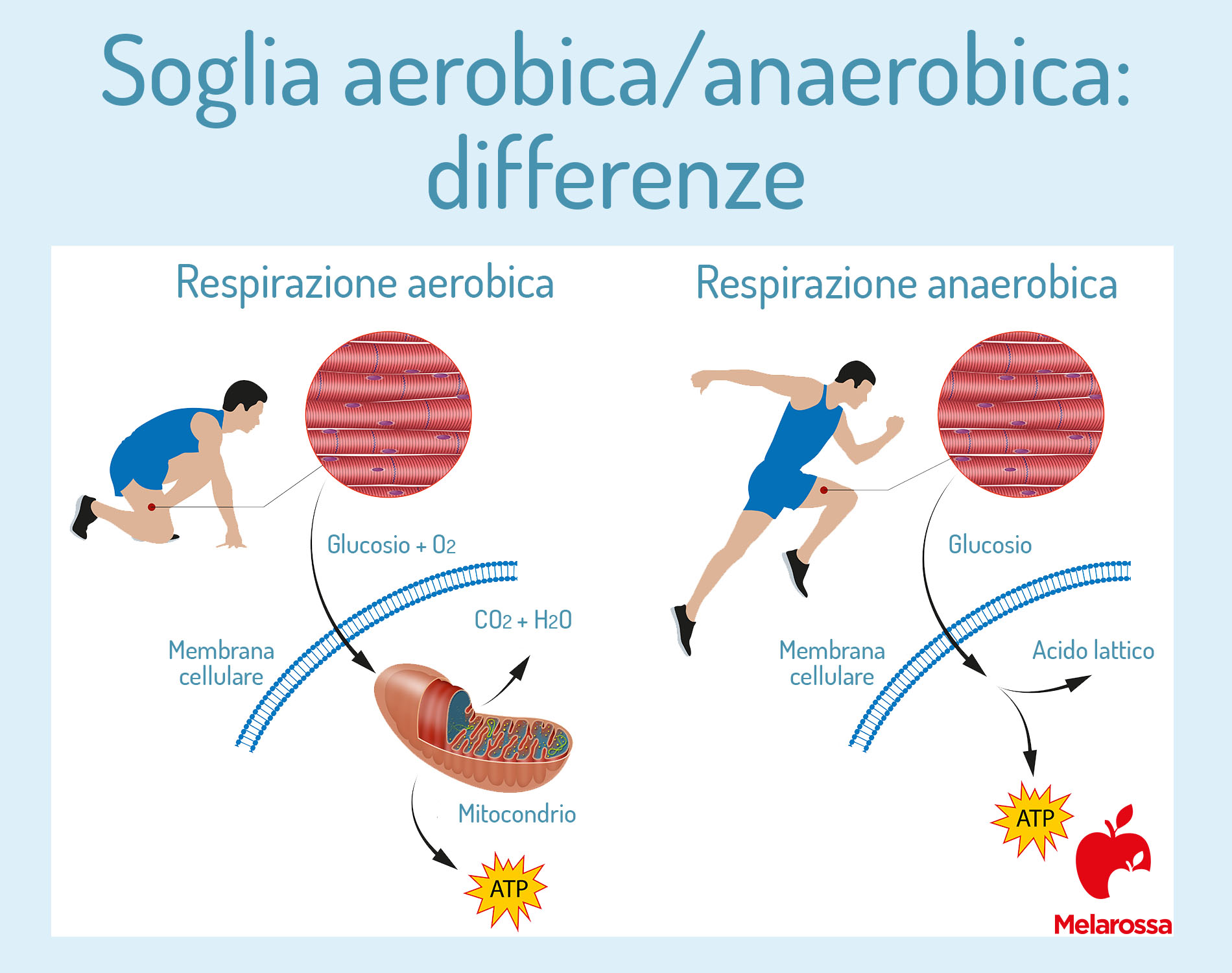 Soglia aerobica: cos’è, come si misura e differenze con la soglia anaerobica 3 Grafica sulle differenze tra soglia aerobica e anaerobica
