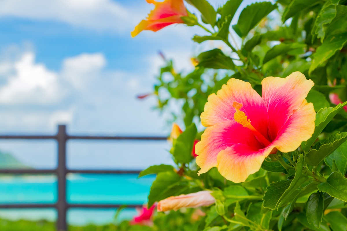 Ibisco: proprietà, benefici, usi in erboristeria e in cosmesi, come curare e coltivare le piante di Hibiscus 6 ibisco: come coltivare e prendere cura della pianta