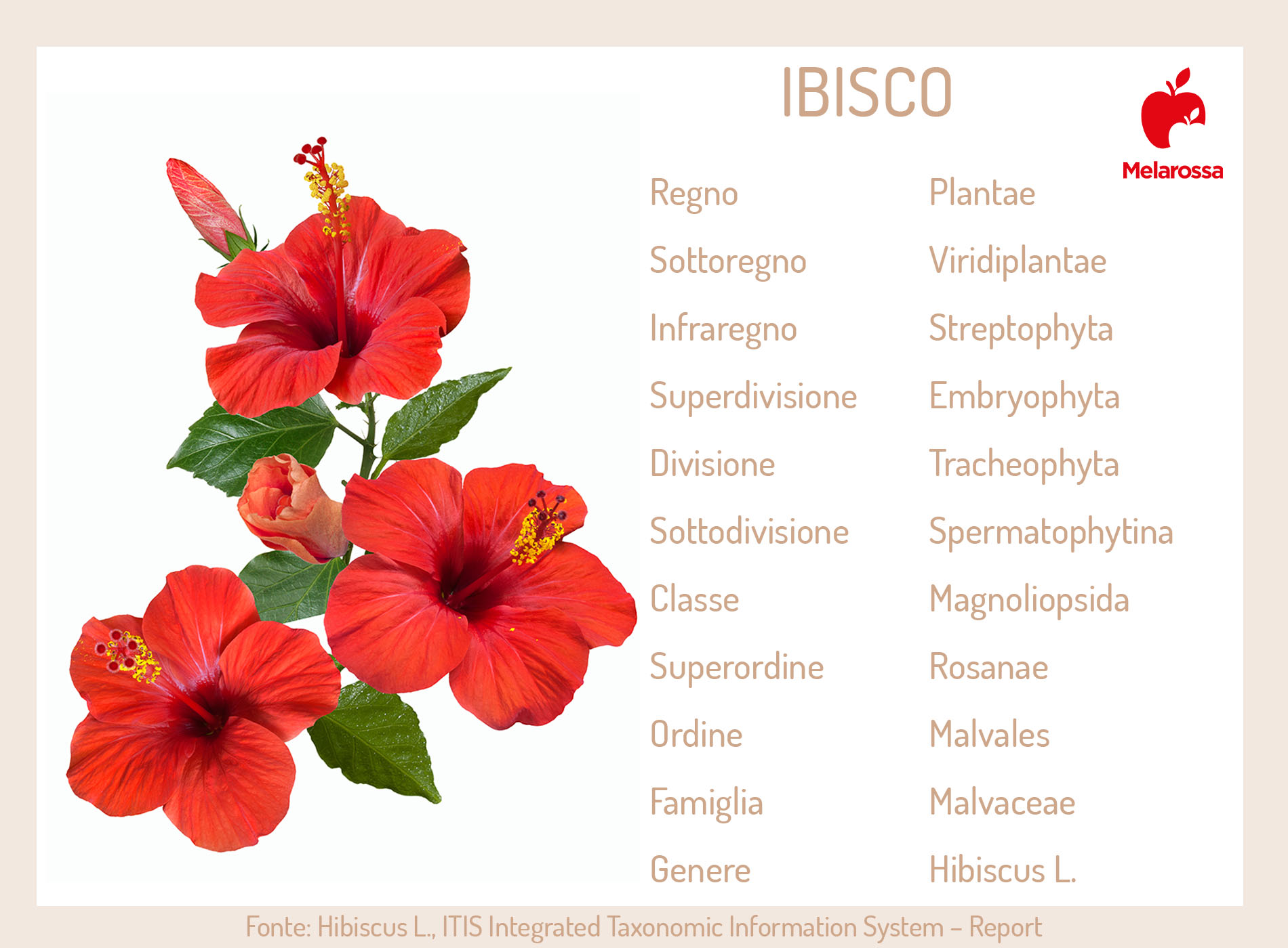 Ibisco: proprietà, benefici, usi in erboristeria e in cosmesi, come curare e coltivare le piante di Hibiscus 1 ibisco: botanica