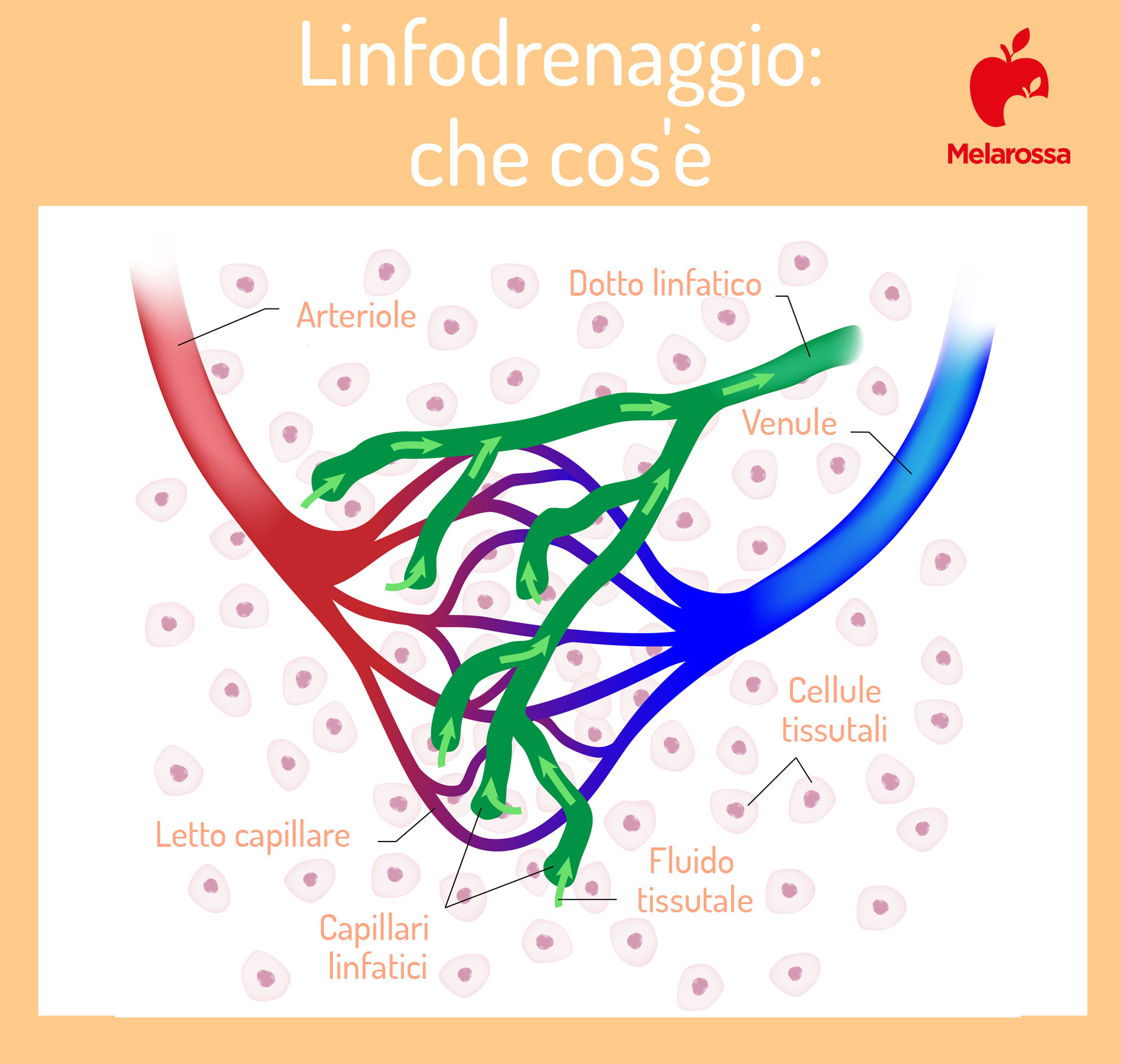 Linfodrenaggio: cos'è, a cosa serve, benefici, le diverse tecniche del massaggio linfodrenante, quanto costa 1 linfodrenaggio: che cos'è