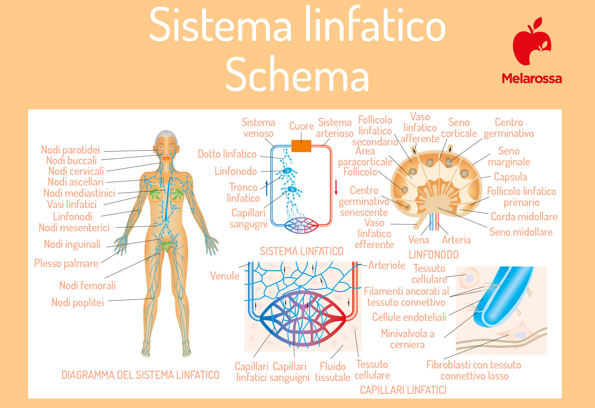 Linfodrenaggio: cos'è, a cosa serve, benefici, le diverse tecniche del massaggio linfodrenante, quanto costa 2 linfodrenaggio e sistema linfatico: come funziona