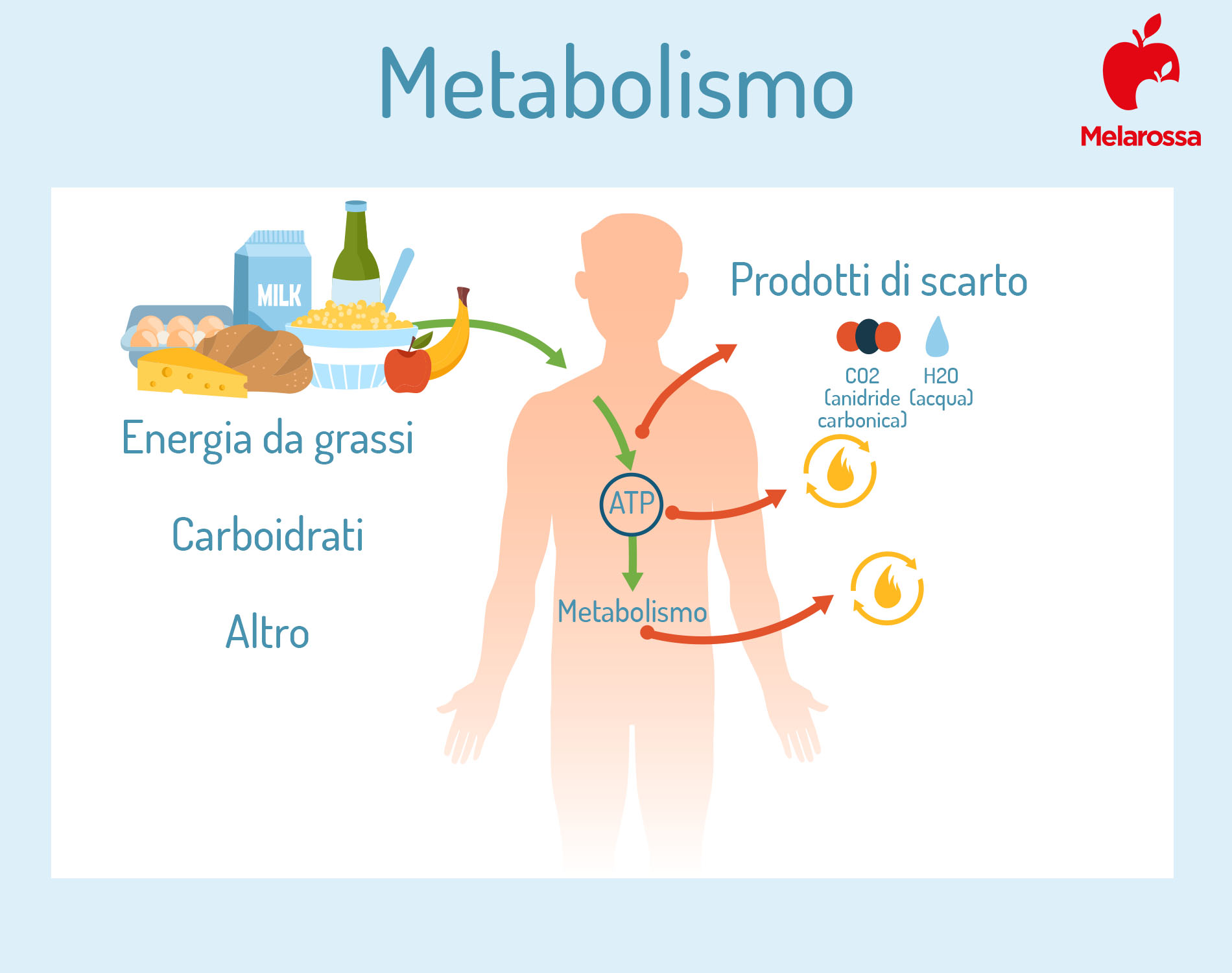 Soglia aerobica: cos’è, come si misura e differenze con la soglia anaerobica 2 Grafica sul metabolismo nella soglia aerobica