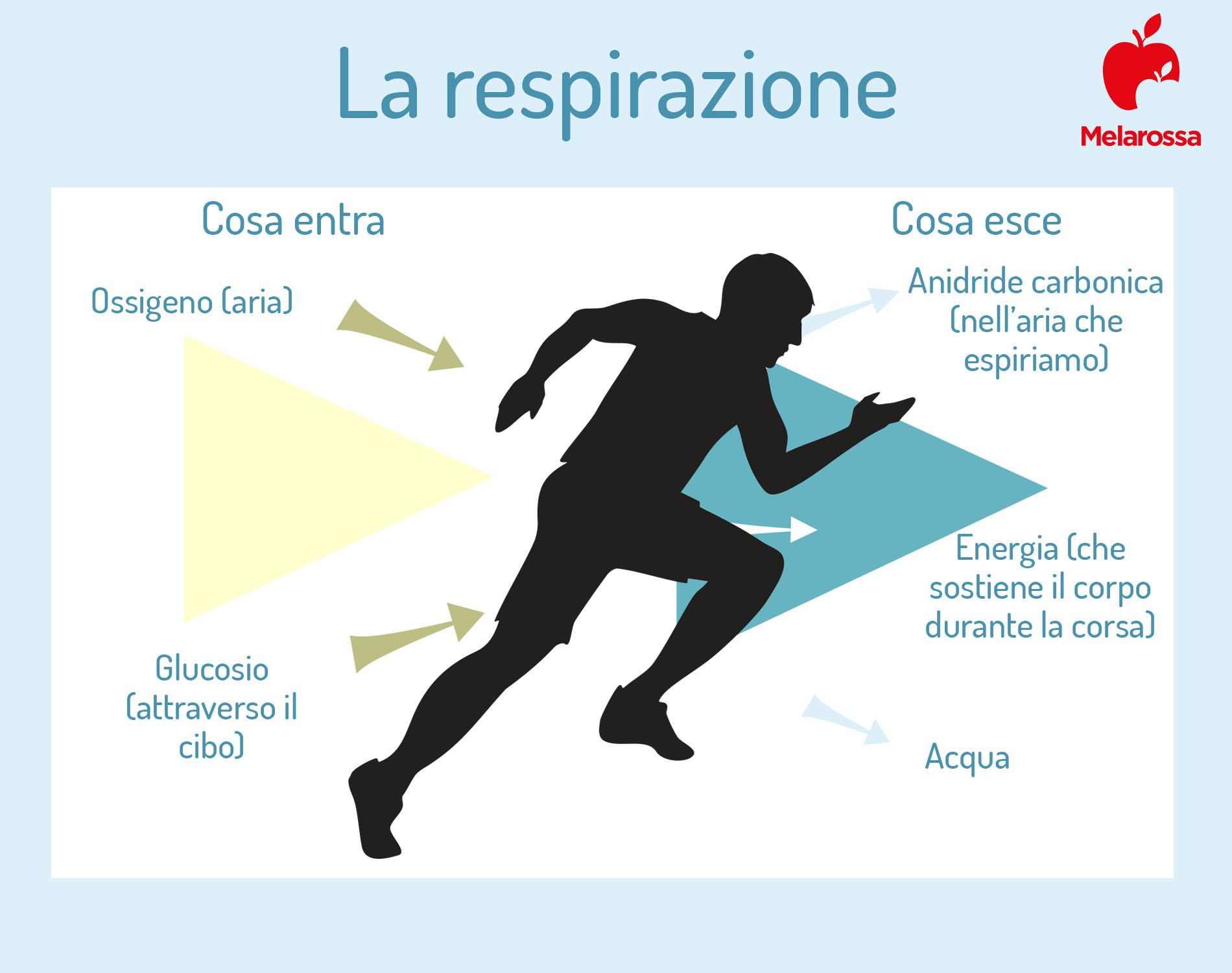 Soglia aerobica: cos’è, come si misura e differenze con la soglia anaerobica 4 Grafica su soglia aerobica e respirazione