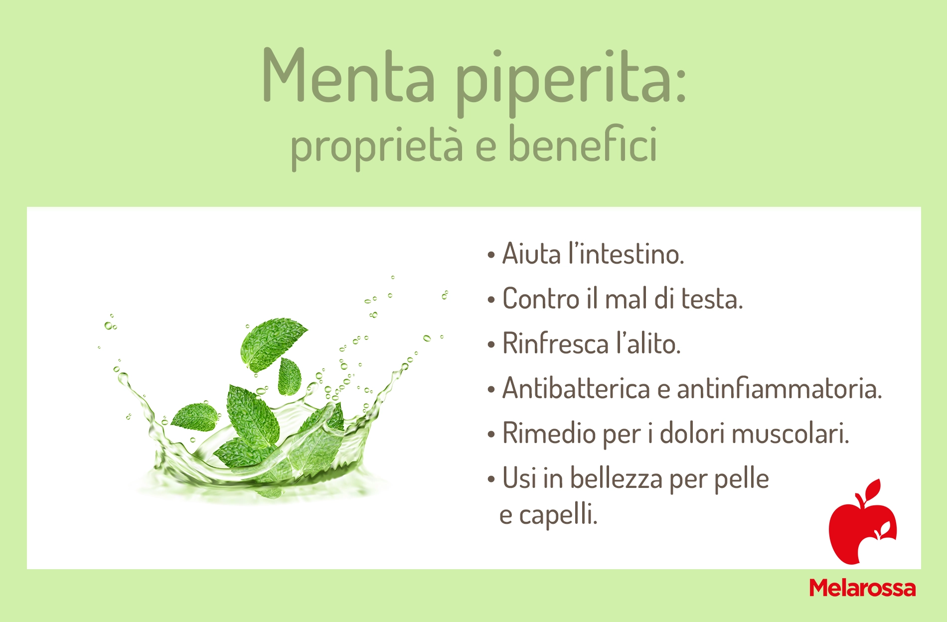 Menta piperita: proprietà, benefici, usi e controindicazioni 1 Grafica sui benefici della menta piperita