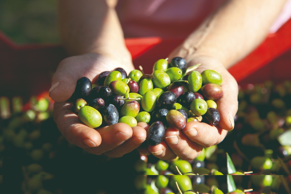 I falsi miti sull'olio extravergine di oliva 3 qualità olio EVO