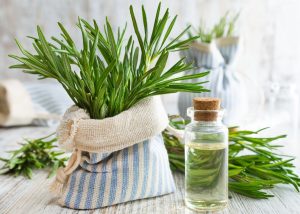 Olio essenziale di rosmarino: che cos&rsquo;&egrave;, propriet&agrave;, benefici e usi