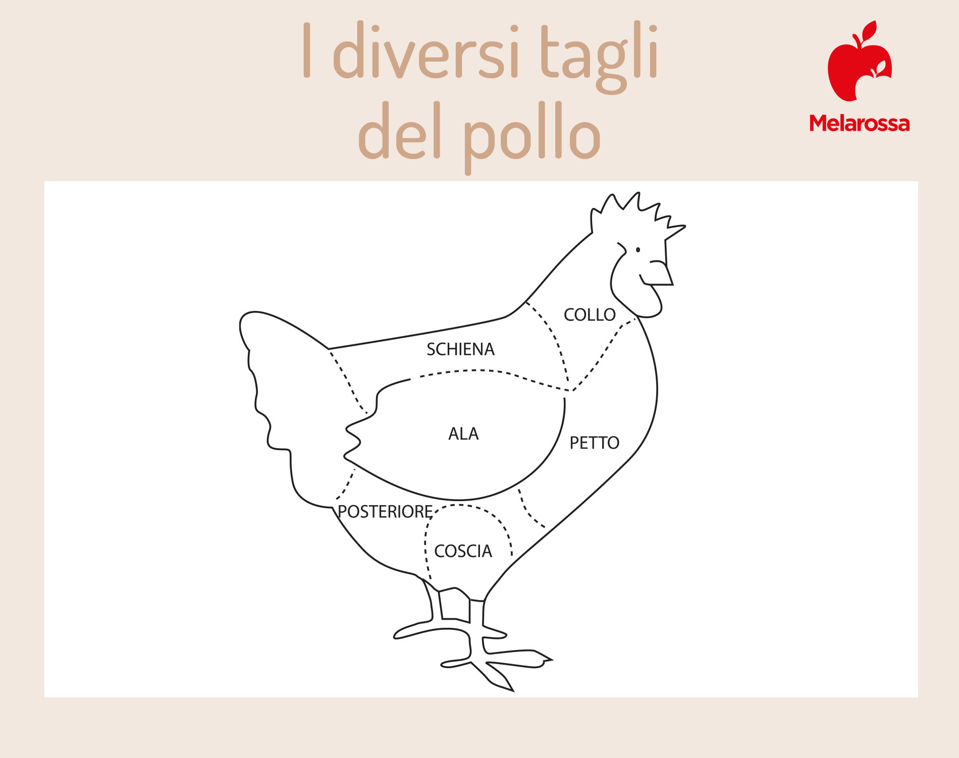 Carne di pollo: che cos'è, valori nutrizionali e calorie dei diversi tagli, benefici, le migliori ricette 2 i diversi tagli della carne di pollo