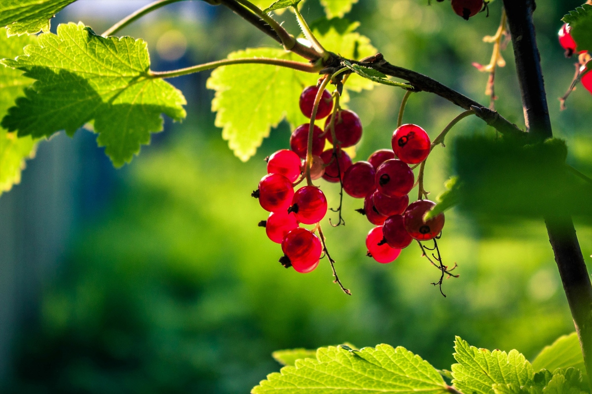 Ribes: cosa sono, valori nutrizionali, benefici per la salute e ricette 9 ribes: botanica