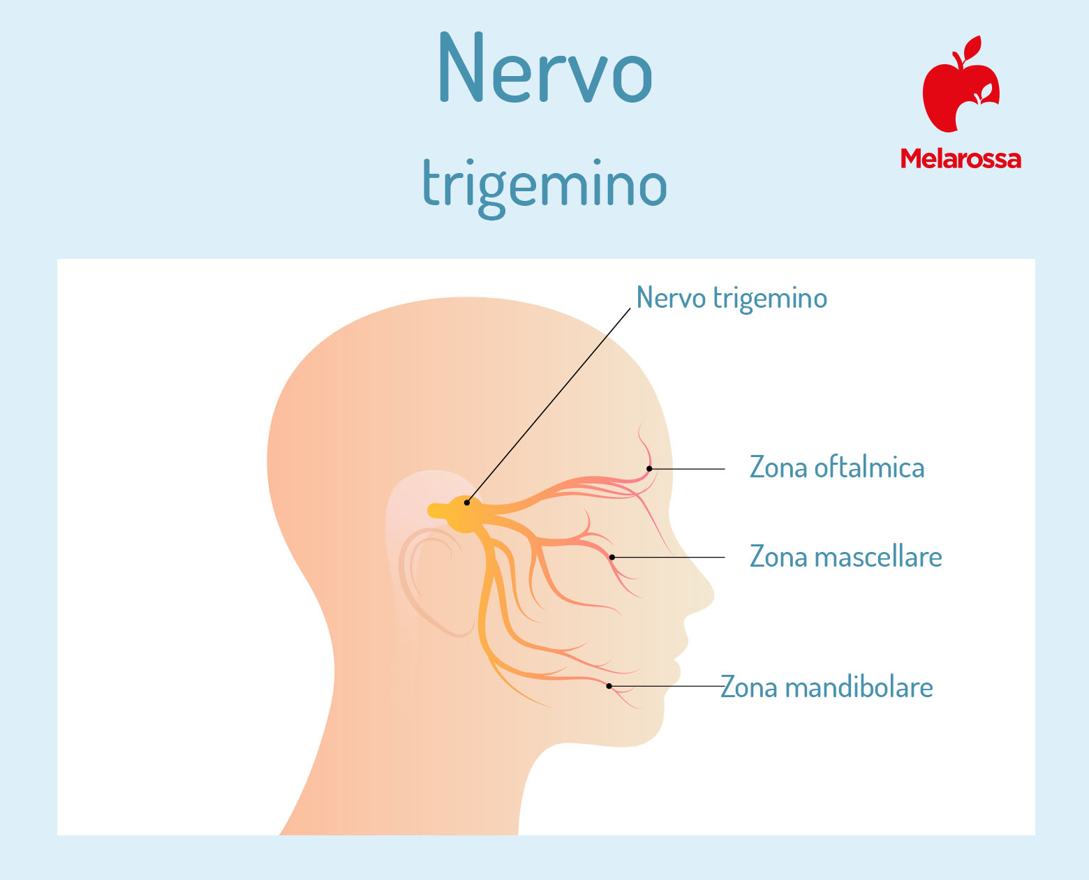 Nevralgia del trigemino: che cos'è, sintomi e cause, diagnosi e cura 1 nervo trigemino: che cos'è