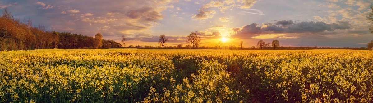 Olio di colza: che cos'è, cosa contiene, usi alimentari, benefici e proprietà, fa male o bene alla salute? 5 olio di colza : danni per l'ambiente