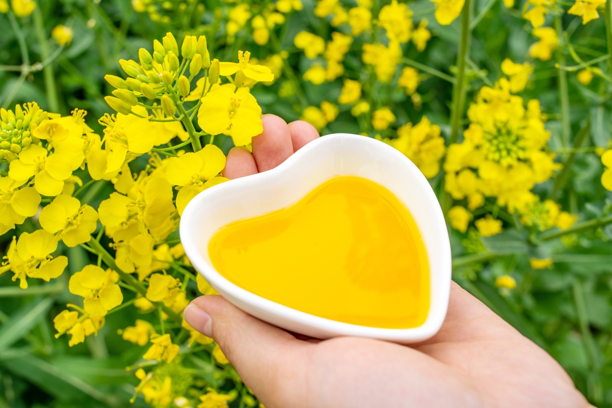 Olio di colza: che cos'è, cosa contiene, usi alimentari, benefici e proprietà, fa male o bene alla salute? 6 olio di colza benefici per la salute