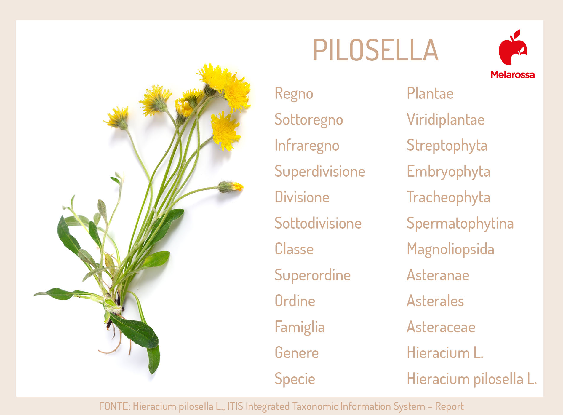 Pilosella: che cos'è, proprietà e benefici, a cosa serve, usi, posologia, controindicazioni 1 pilosella: proprietà
