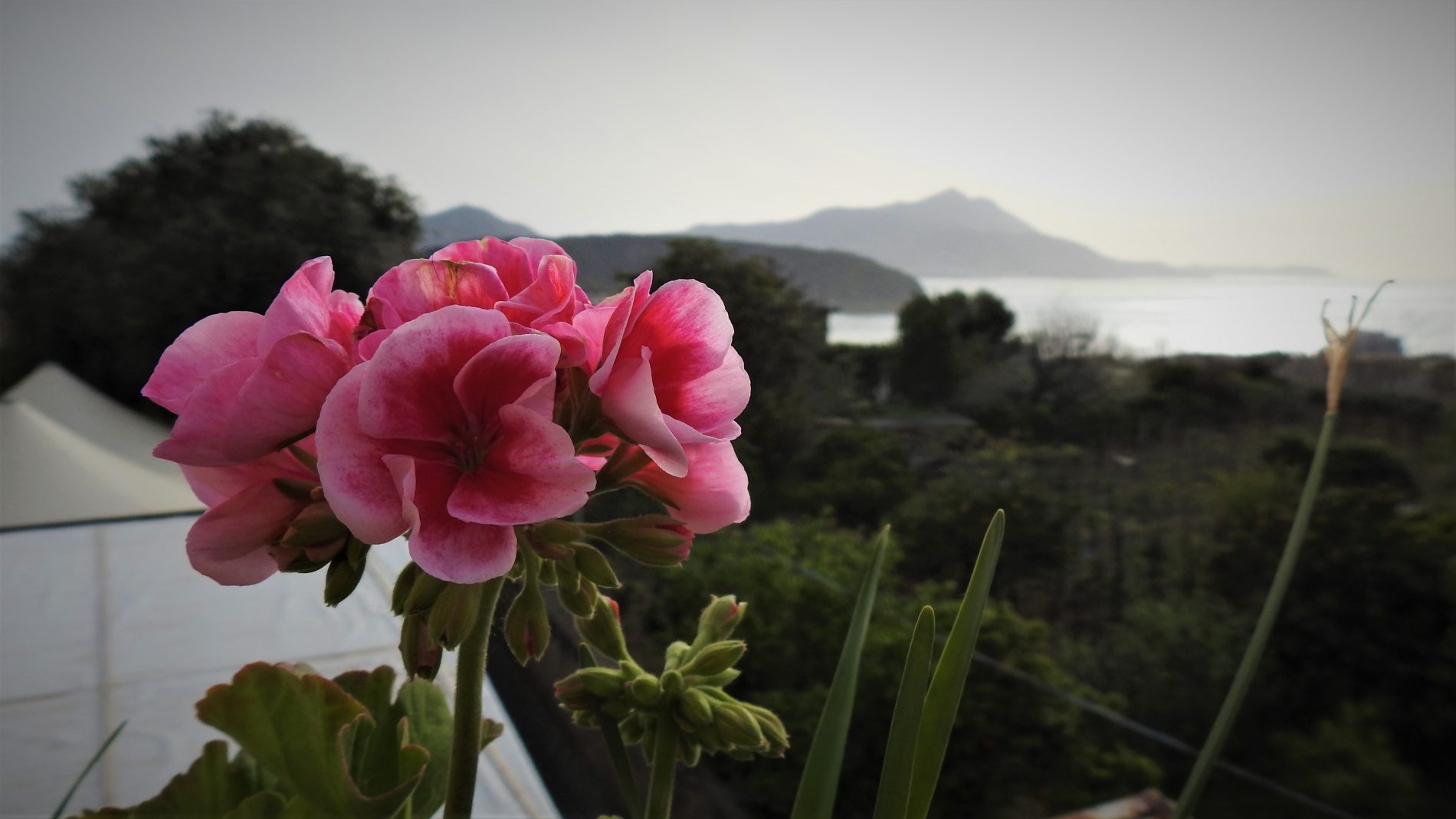 Alla scoperta di Procida: tra Elsa Morante e Massimo Troisi 8 procida 2 9