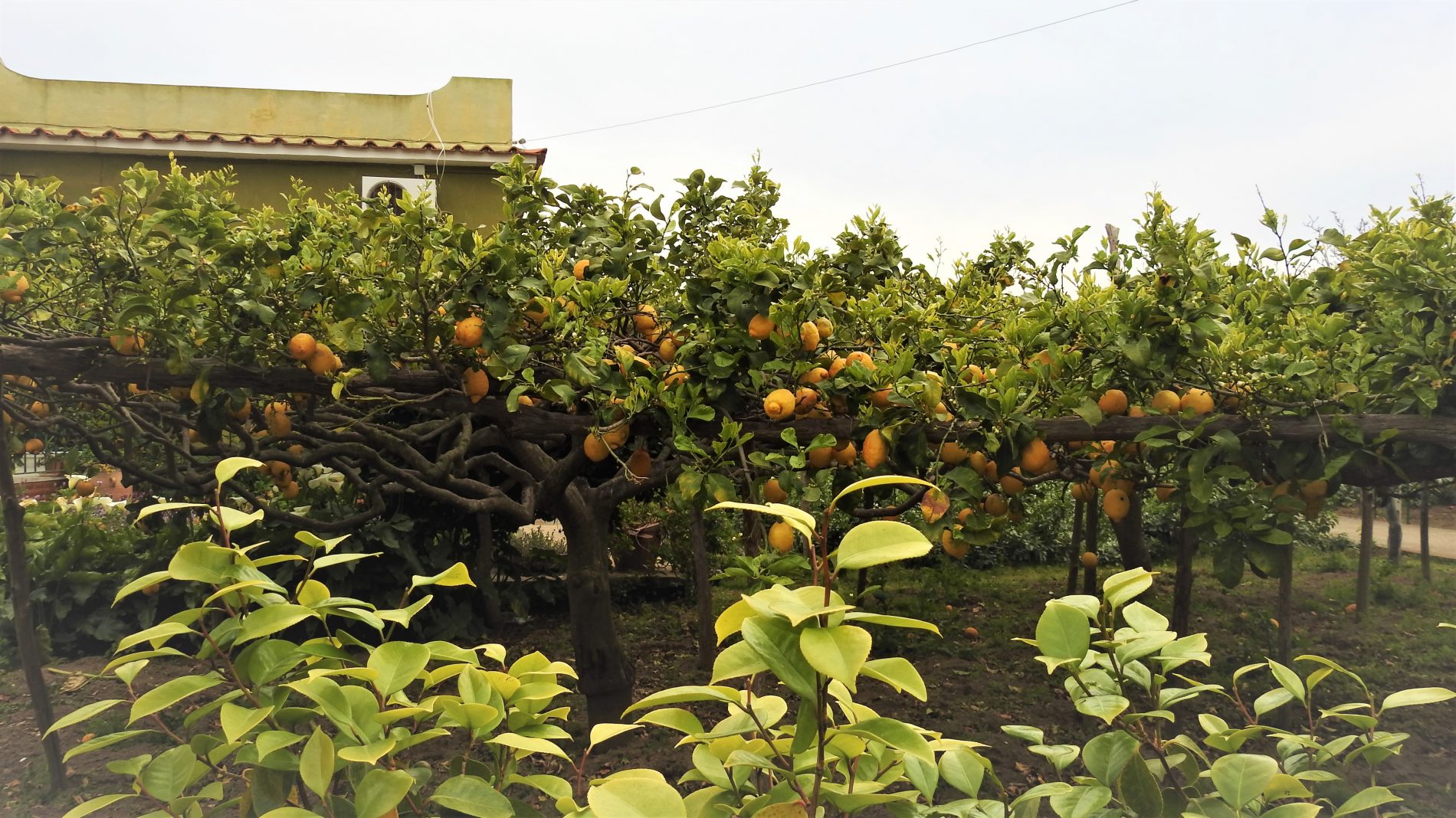 Alla scoperta di Procida: tra Elsa Morante e Massimo Troisi 5 procida 2 limonaia 2