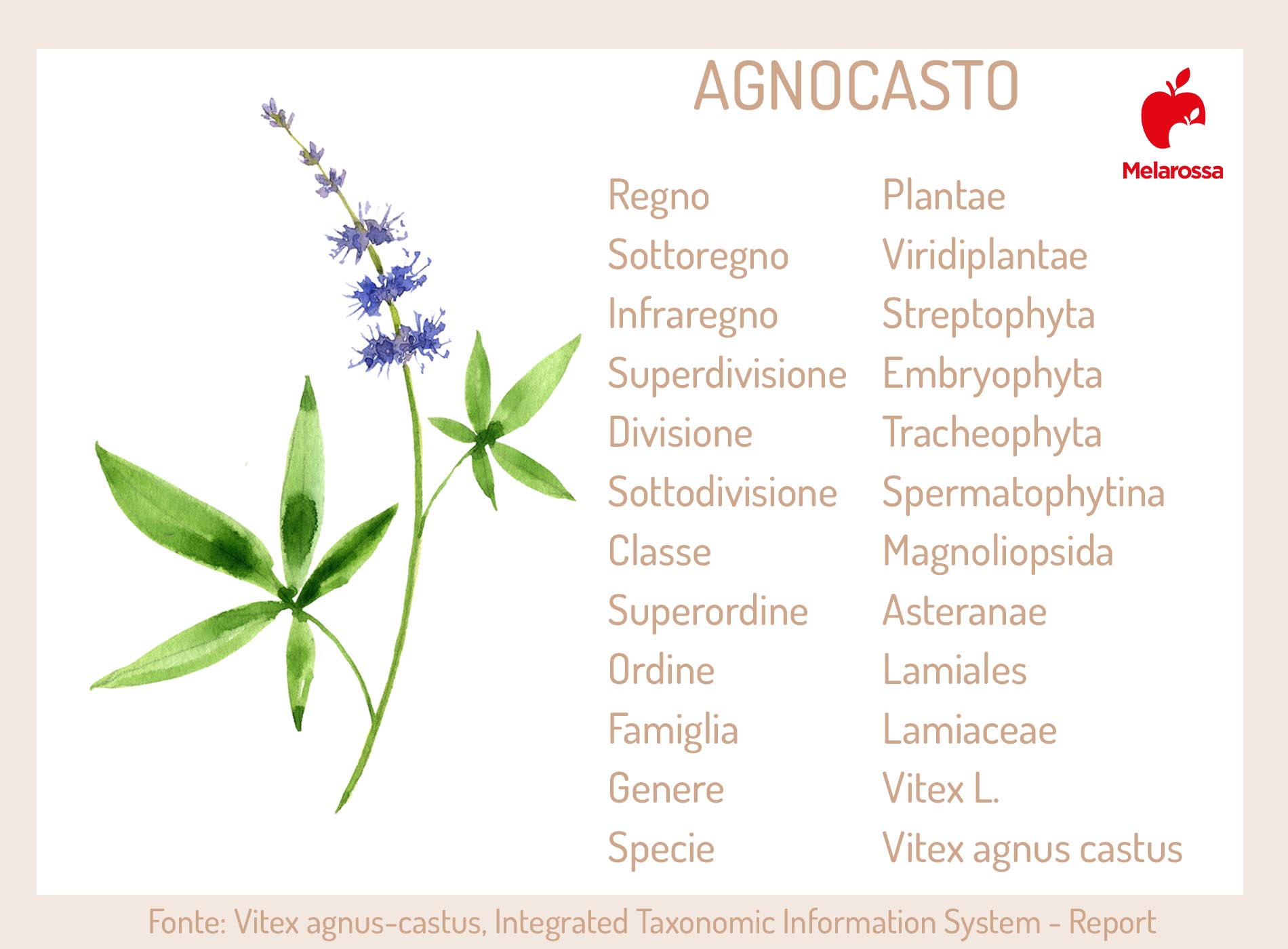 Agnocasto: la pianta amica delle donne, tra proprietà, usi, benefici e controindicazioni 1 agnocasto: botanica- Tabella