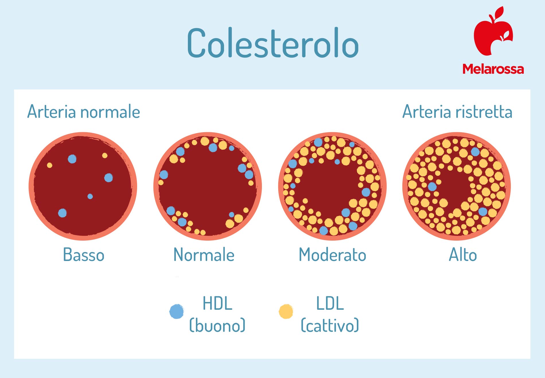 Colesterolo HDL (buono): che cos'è, valori normali e cosa fare quando è alto o basso 2 colesterolo: che cos'è