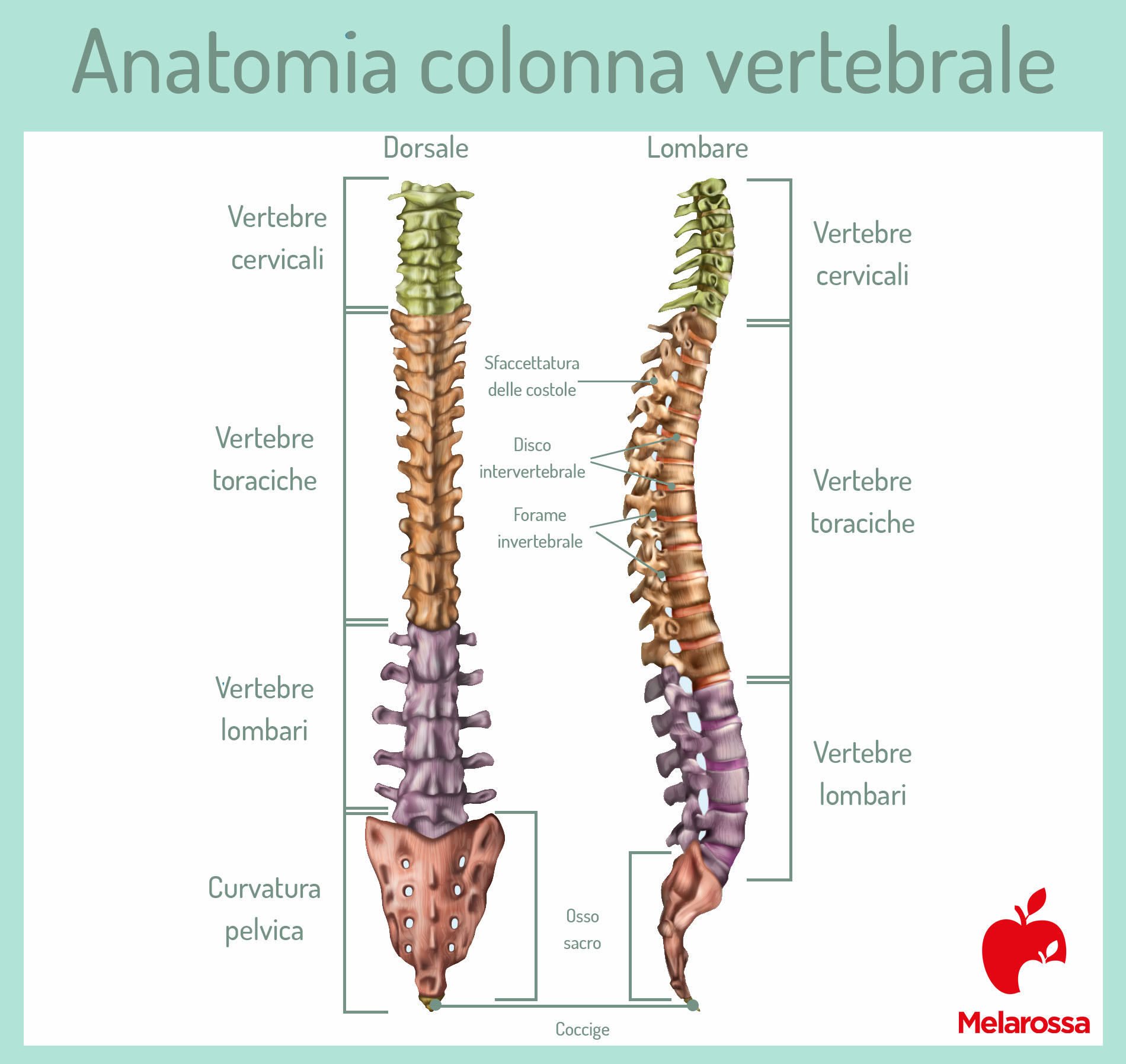 Lombalgia: che cos'è, cause, sintomi, possibili terapie e esercizi per prevenire 1 lombalgia: anatomia della colonna vertebrale