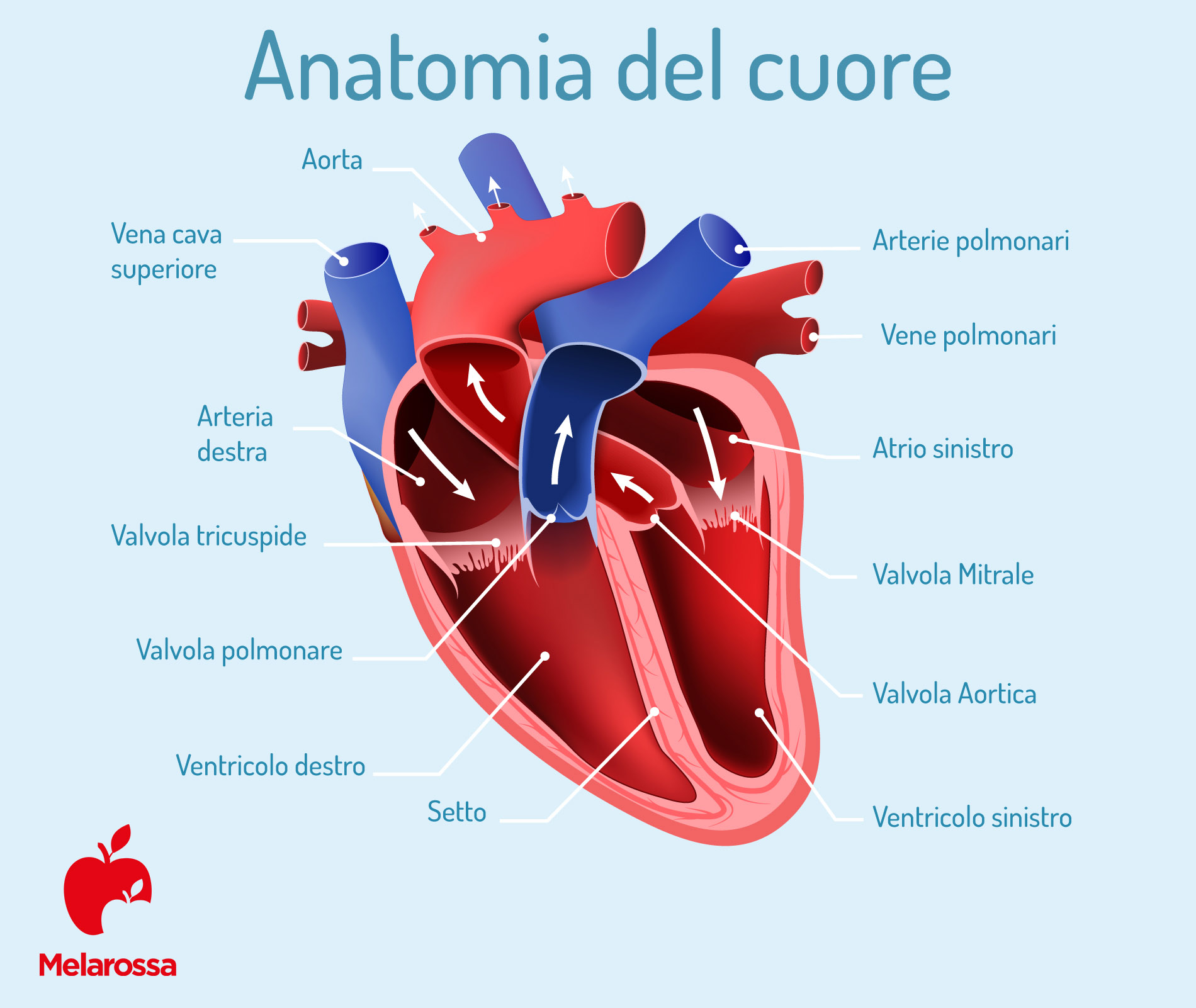 Pacemaker: che cos'è, come funziona, tipi, come si impianta, benefici, controindicazioni 1 pacemaker: anatomia del cuore