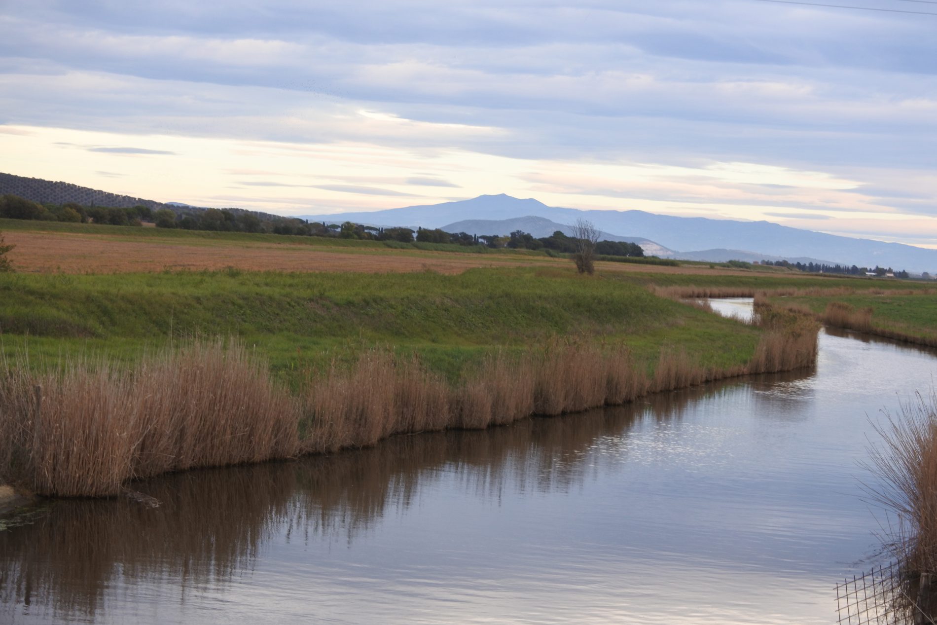 Alla scoperta della Maremma, le meraviglie della riserva naturale Diaccia Botrona 1 diaccia botrona 34