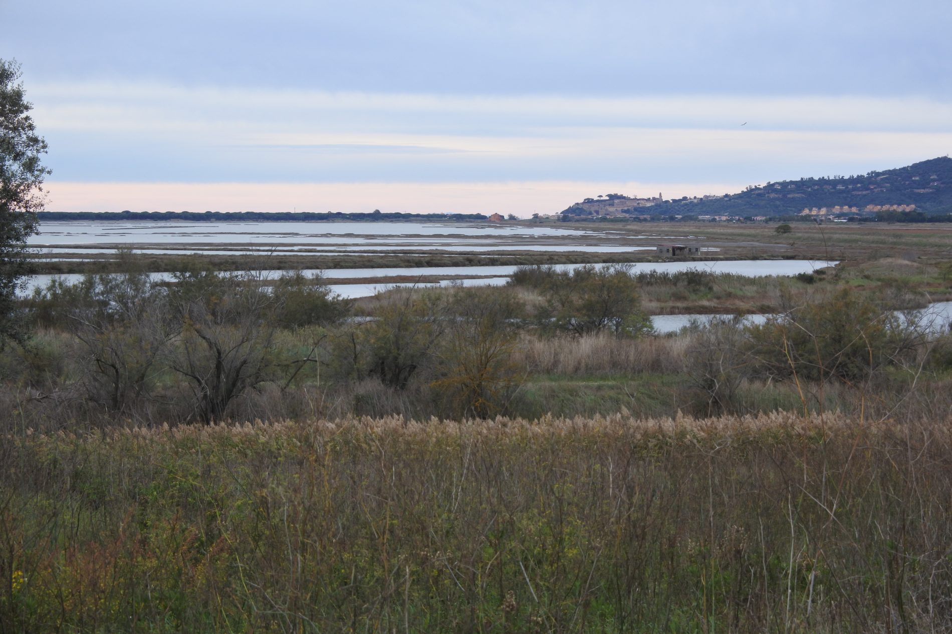 Alla scoperta della Maremma, le meraviglie della riserva naturale Diaccia Botrona 4 Diaccia Botrona Maremma