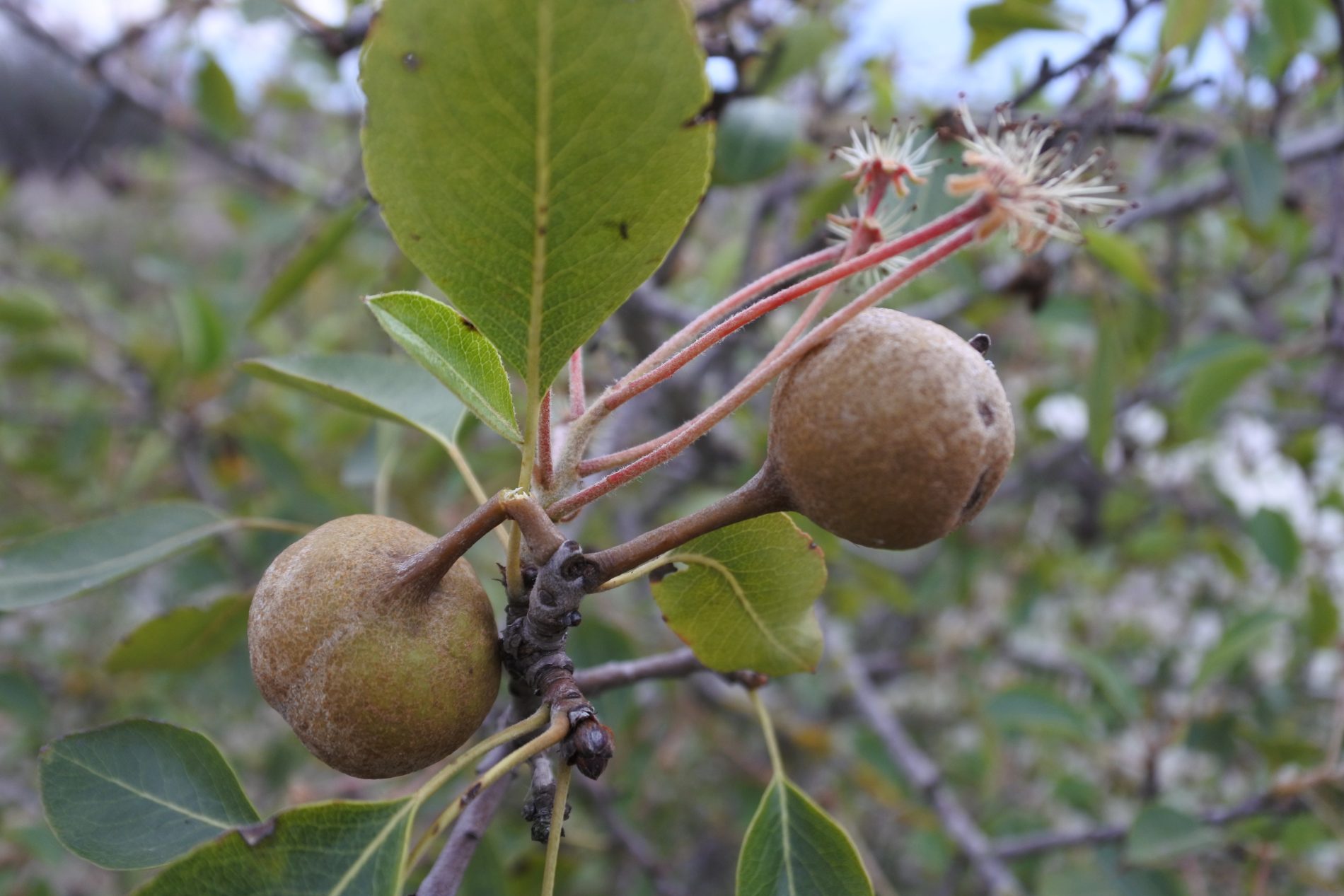 Alla scoperta della Maremma, le meraviglie della riserva naturale Diaccia Botrona 7 Flora in Maremma