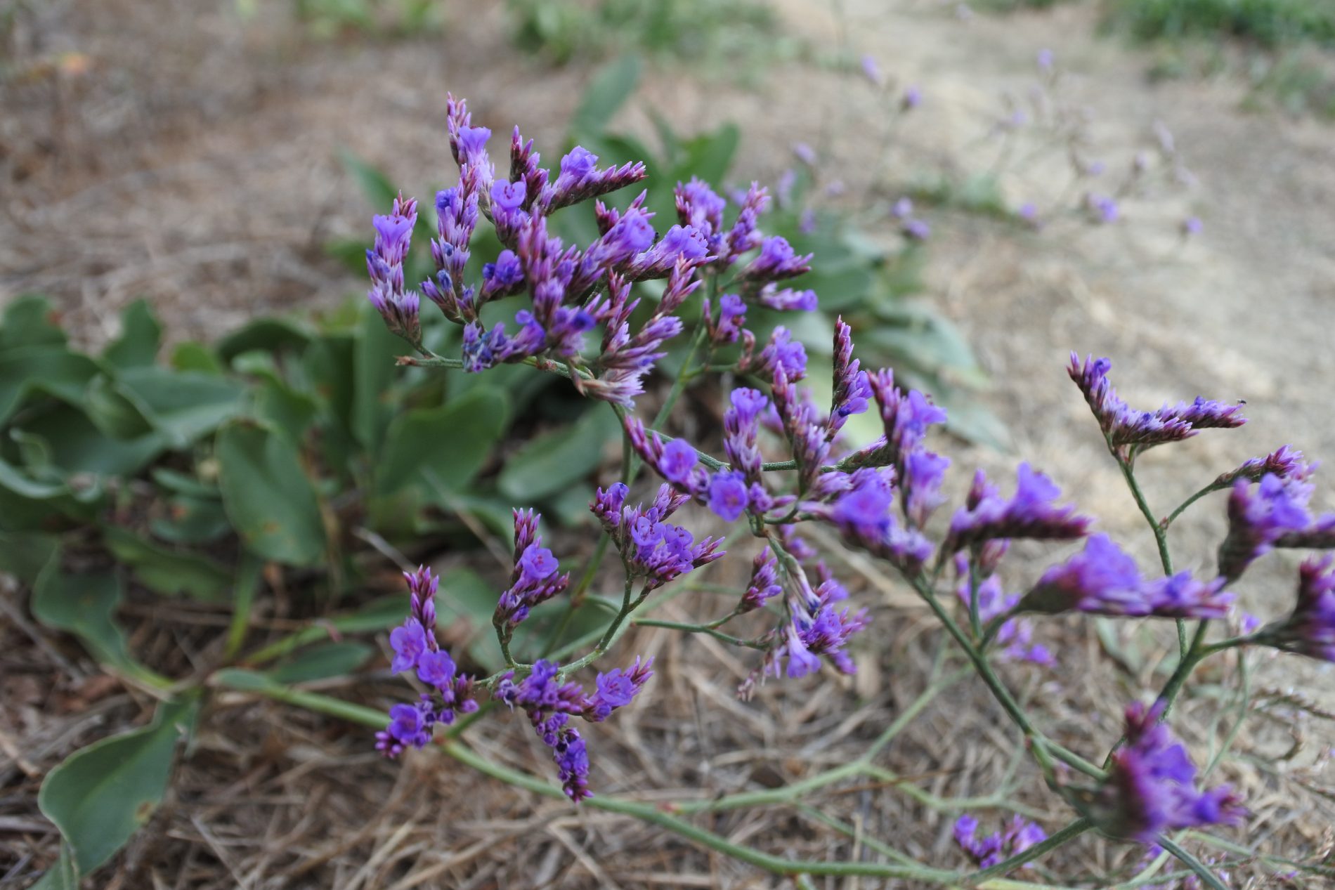 Alla scoperta della Maremma, le meraviglie della riserva naturale Diaccia Botrona 6 Maremma flora