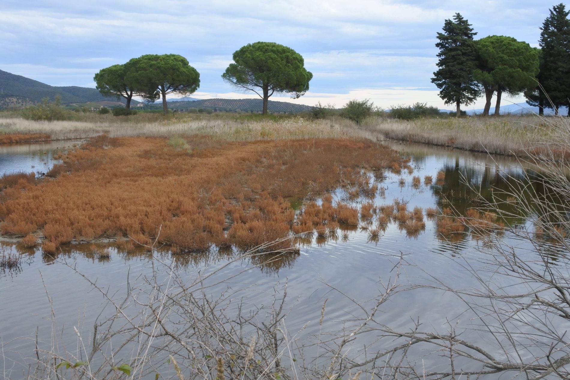 Alla scoperta della Maremma, le meraviglie della riserva naturale Diaccia Botrona 3 la zona di Isola Clodia