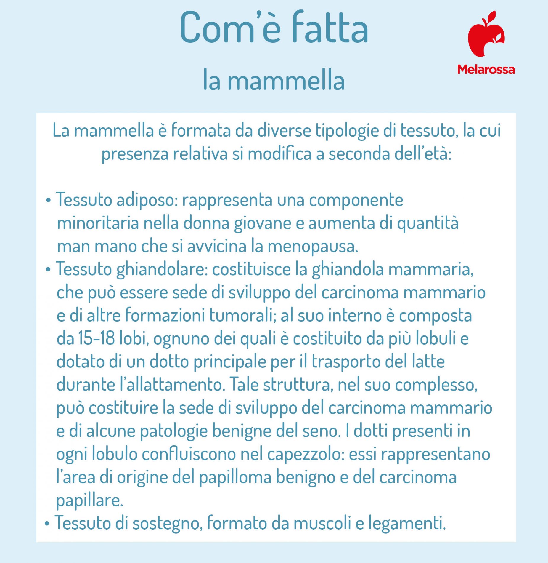 Mammografia: cos'è, come si esegue, quando farla, a cosa serve, differenze con l'ecografia mammaria 1 mammografia: com'è fatta la mammella