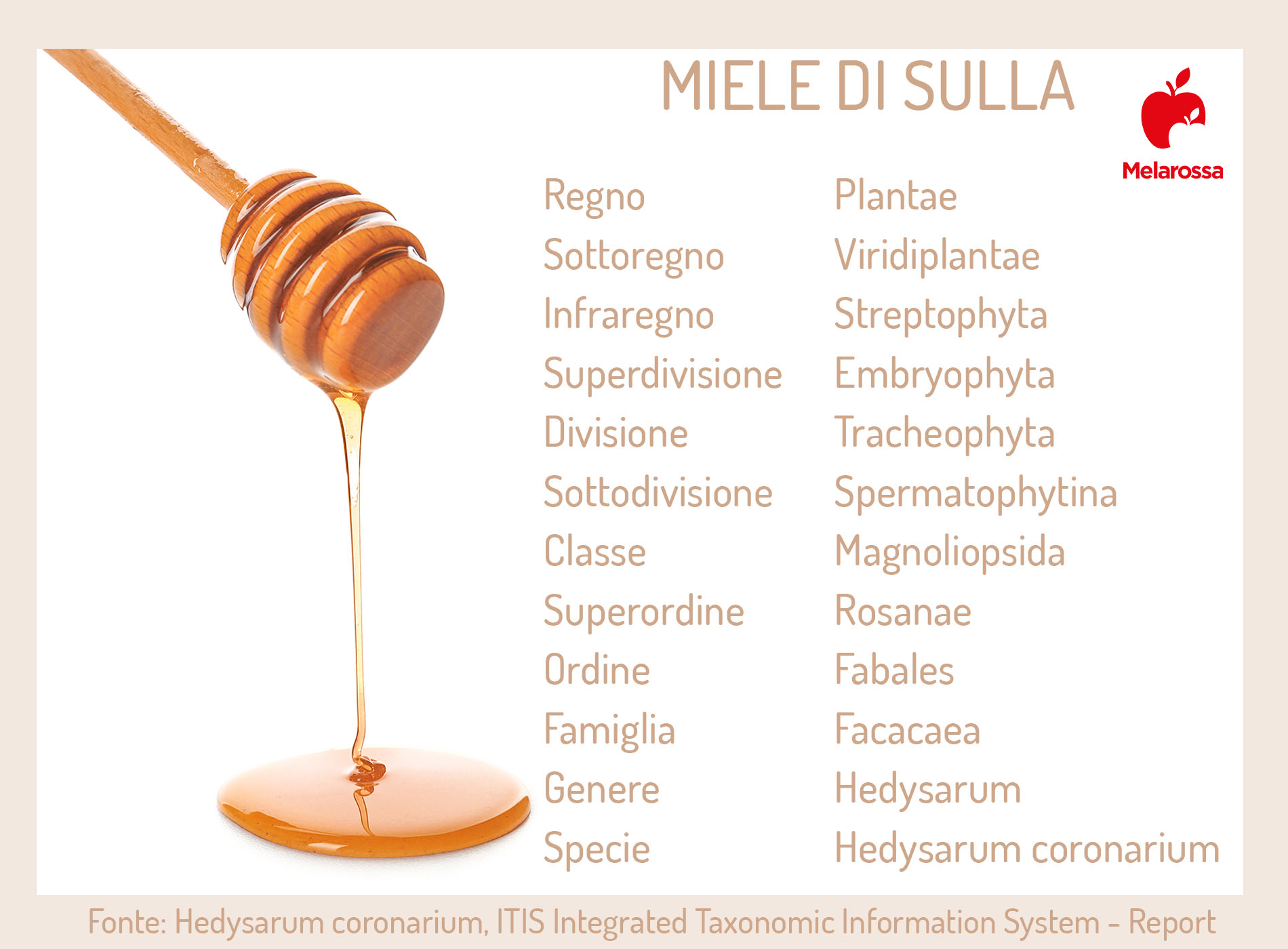 Miele di sulla: il miele italiano tra proprietà, benefici e usi 5 miele di sulla: come si produce