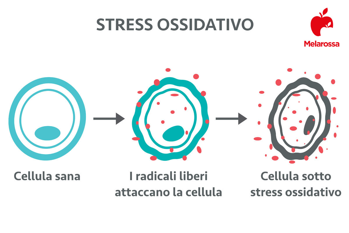 Stress ossidativo: che cos'è, cause e sintomi, come combatterlo, prevenzione 1 radicali liberi e stress ossidativo