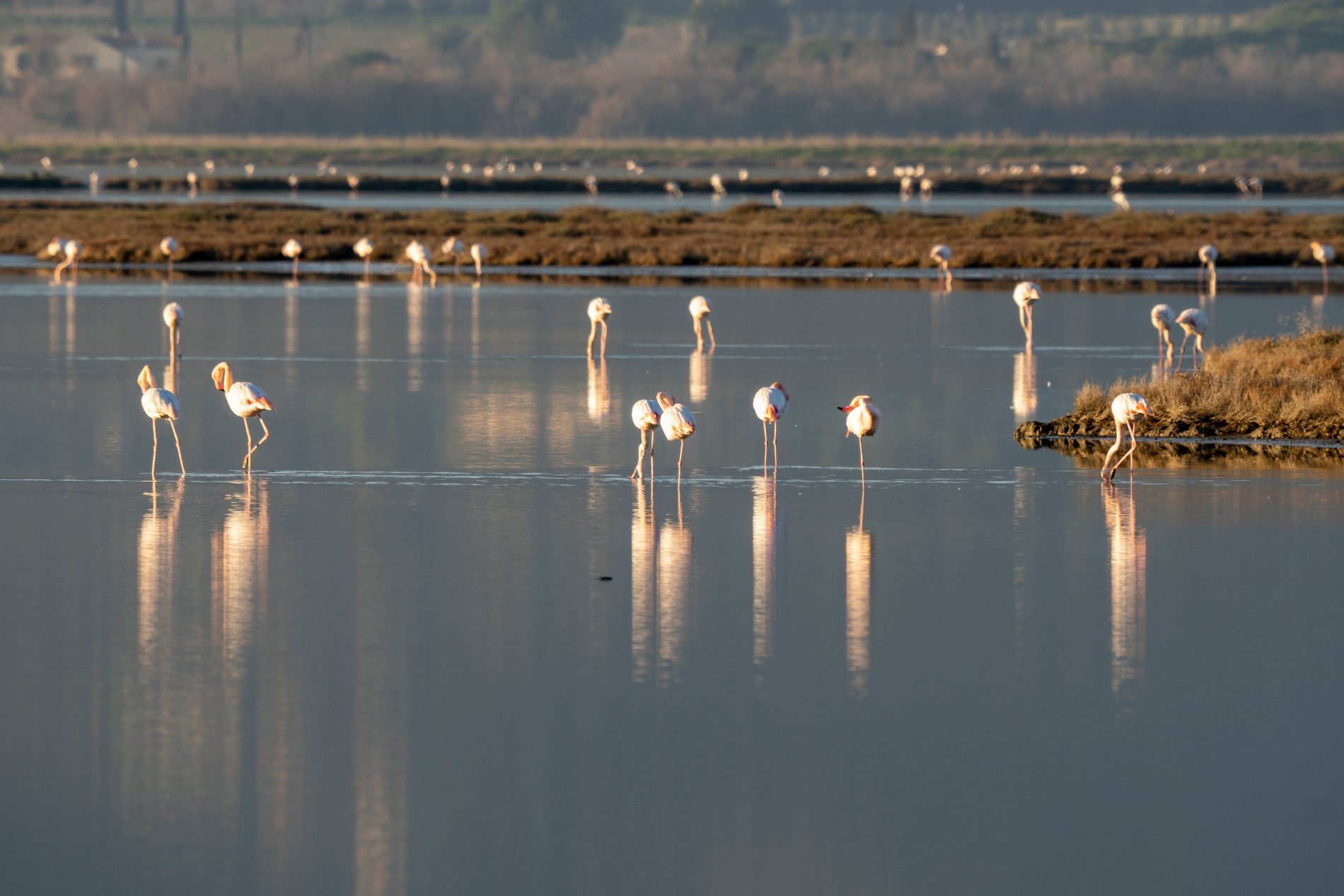 Alla scoperta della Maremma, le meraviglie della riserva naturale Diaccia Botrona 2 riserva naturale in Maremma