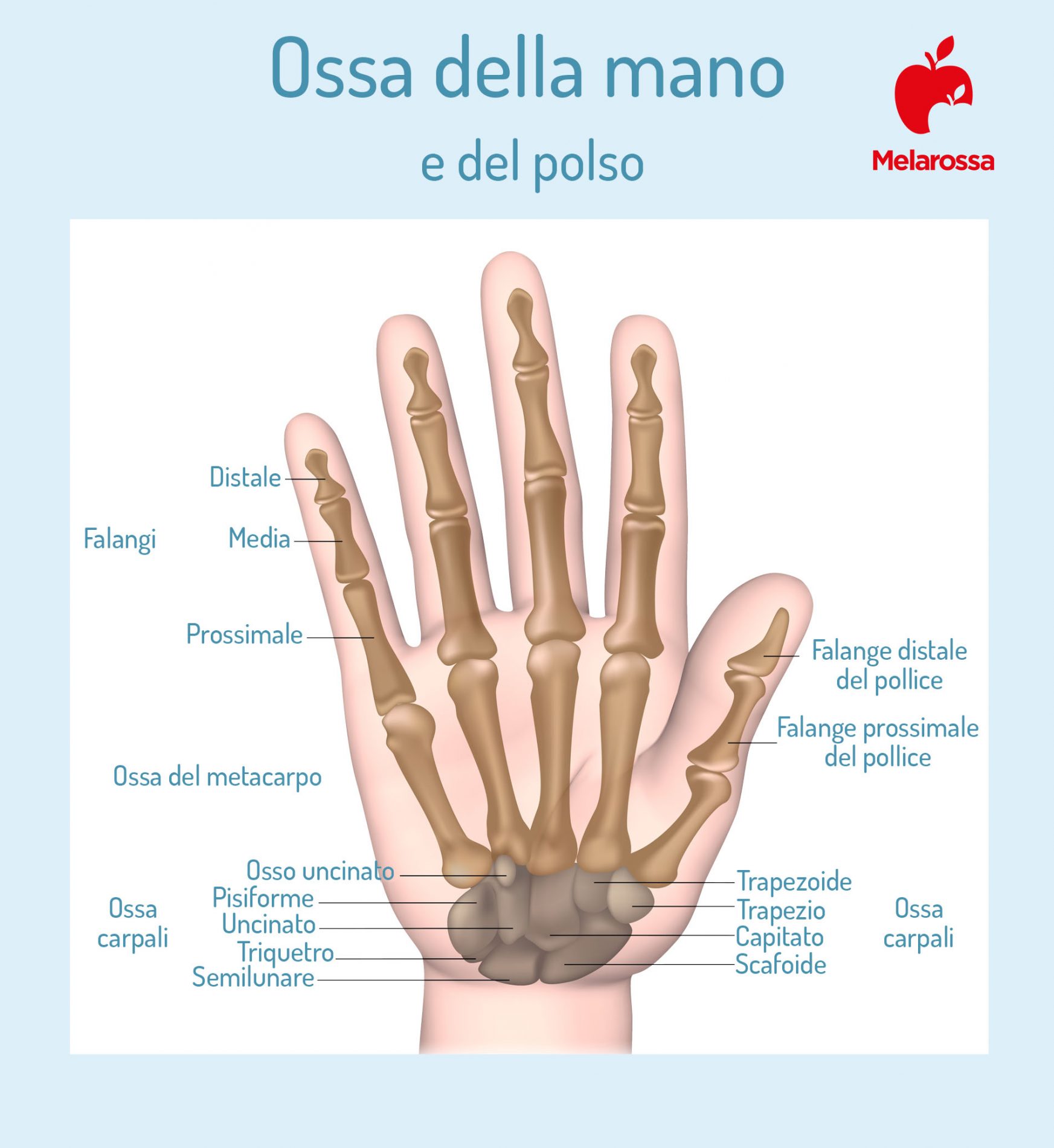 Rizoartrosi: che cos'è, sintomi, cause, diagnosi, come si cura, rischi e complicazioni 1 rizoartrosi: anatomia della mano