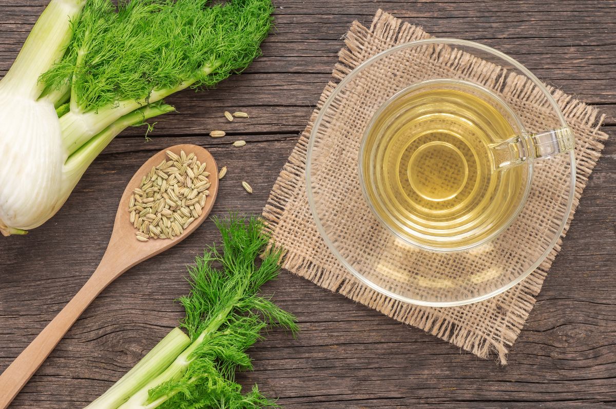 Ricette con i finocchi: le migliori idee sane e nutrienti 3 la ricette della tisana alla finocchio