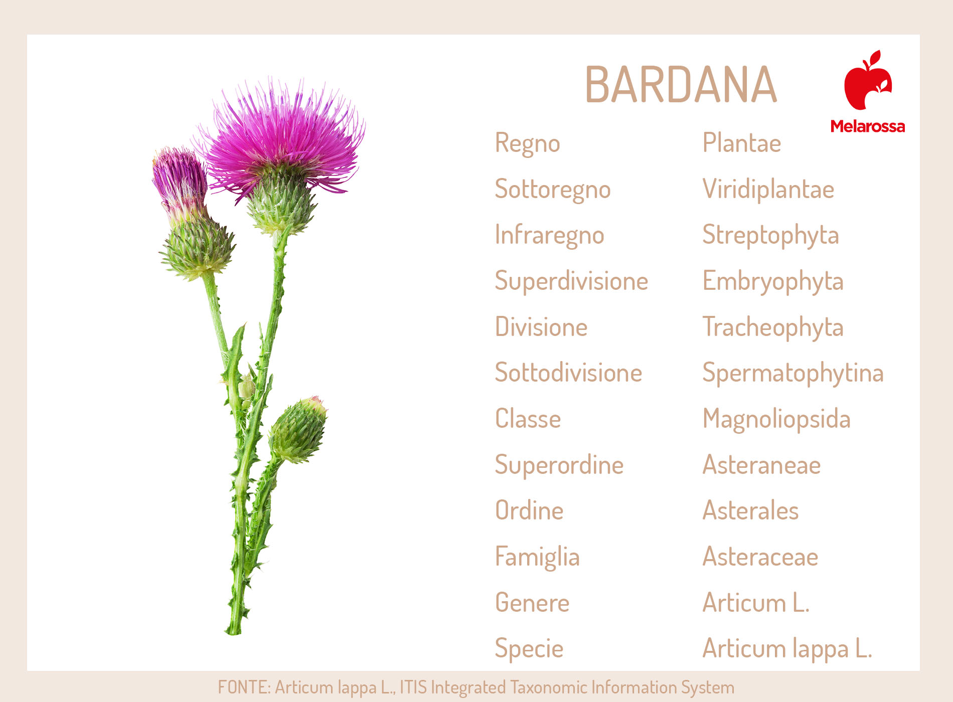 Bardana: che cos'è, proprietà, benefici, usi, posologia e controindicazioni della pianta 1 bardana: che cos'è